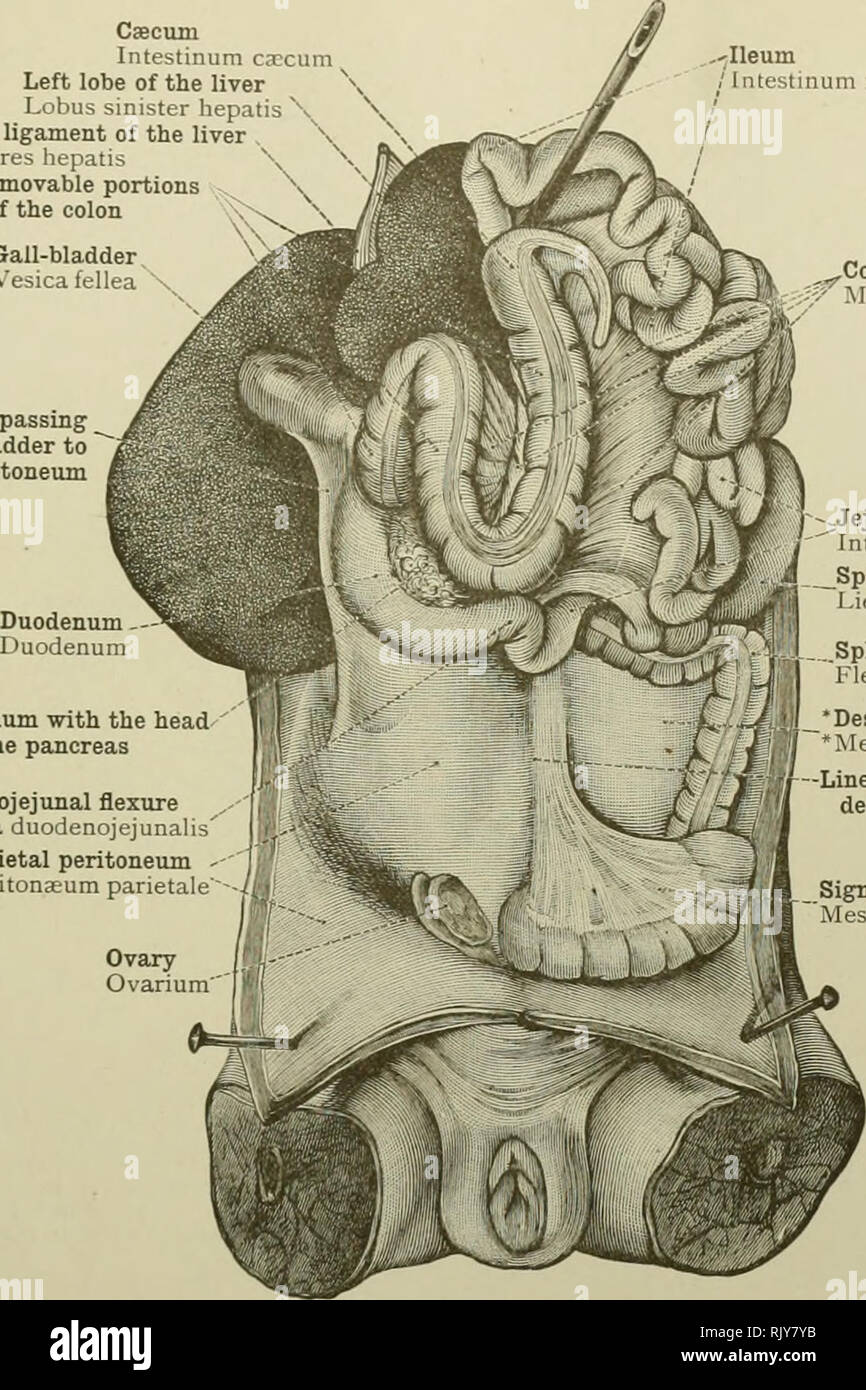 . Un atlante di anatomia umana per gli studenti e per i medici. Anatomia. Addominali e pelviche porzioni degli organi digestivi 453 Cscum Intestinum cieco lobo sinistro del fegato Lobus sinister hepatis legamento rotondo del fegato Li,Â£;, teres liepatis ^ ^ liberamente porzioni mobili del colon cistifellea vescica fellea â jlleum ;' Intestinum ile piega peritoneale passando dalla cistifellea al peritoneo parietale. Mesoduodenum con la testa del pancreas Duodenojejunal flessione duodenojejunalis Flexura mi peritoneiun parietali ' Peritonaeum parietale I comune mesenteiy mesentere commun'5 ^J Foto Stock