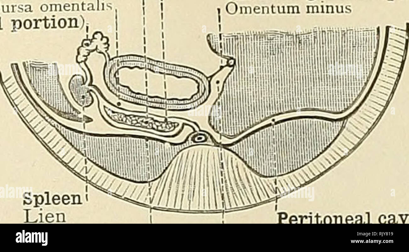 . Un atlante di anatomia umana per gli studenti e per i medici. Anatomia. 452 addominali e pelviche porzioni dell'apparato digerente Pancreas Pancreas Mesogastrium (porzione assiale) Omental Sac I j piccolo o gastrohepatic omento Mesogastrium (porzione periferica), Mesogastrium. Peritoneo parietale Pentonffium panetale cavityâCavum peritoneale pemonaei Vestiljule di tlie omental sac â vestibolo bursK omentalis Fig. 753.âMesogastrium e Omental Sac (Bursa Omentalis, minore cavità del peritoneo) prima dell'adesione della porzione assiale del Mesogastrium al peritoneo parietale. Inizio del Thi Foto Stock