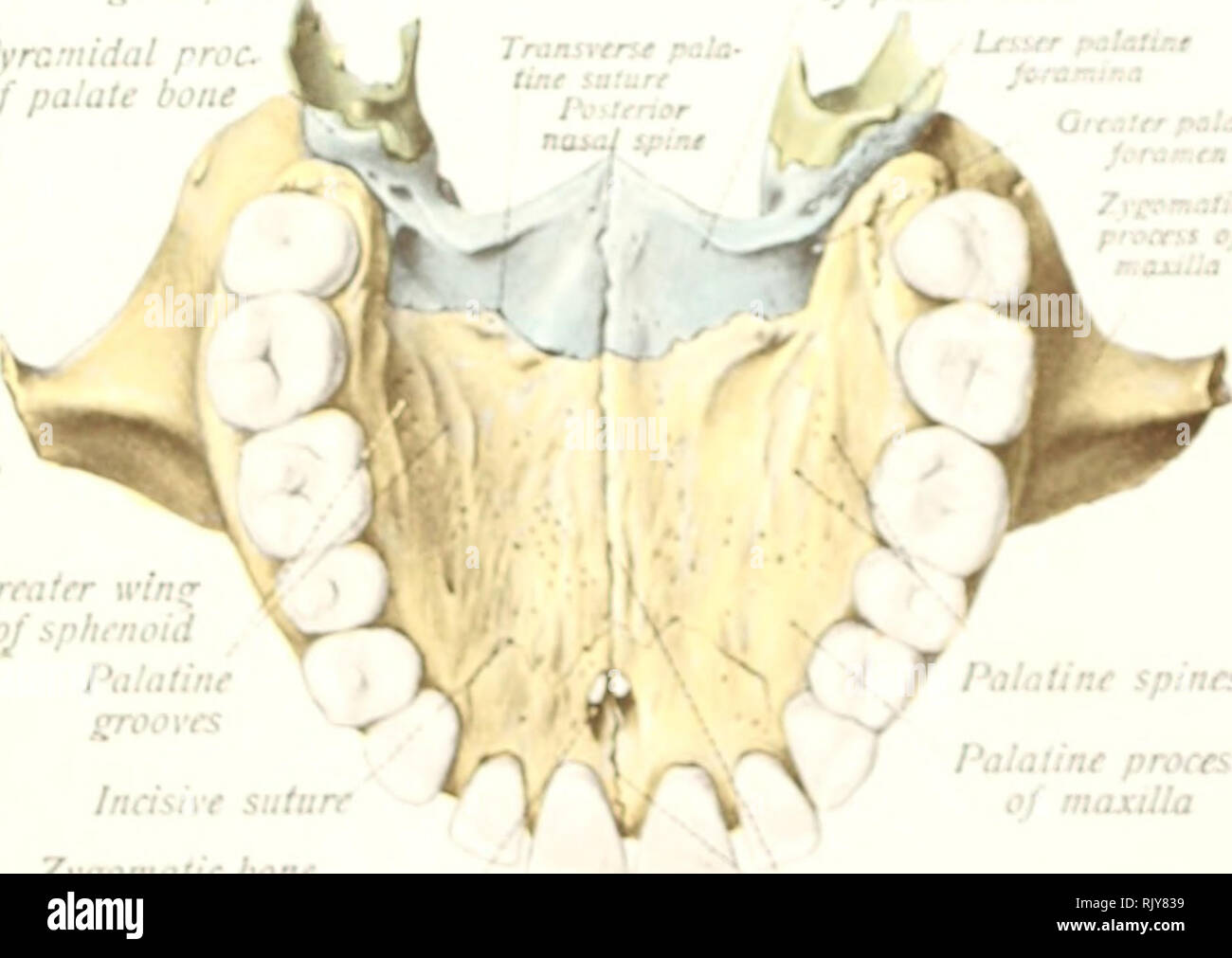 . Atlas e libro di testo di anatomia umana. Anatomia -- atlanti. Il forame incisivo W Palatino spine I processo Palatino gu mascella mediano sutura palatini menzogna. 100. Orprrss:'-: per lachry- mal sac (nasolachn- mal canal) sutura Zygomaticomaxillary ^ Infraorbital groove /'i'r. 99.. Si prega di notare che queste immagini vengono estratte dalla pagina sottoposta a scansione di immagini che possono essere state migliorate digitalmente per la leggibilità - Colorazione e aspetto di queste illustrazioni potrebbero non perfettamente assomigliano al lavoro originale. Sobotta, Johannes, 1869-1945; McMurrich, J. Playfair (James Playfair), 1859-1939. Philadelphia, Saunders Foto Stock
