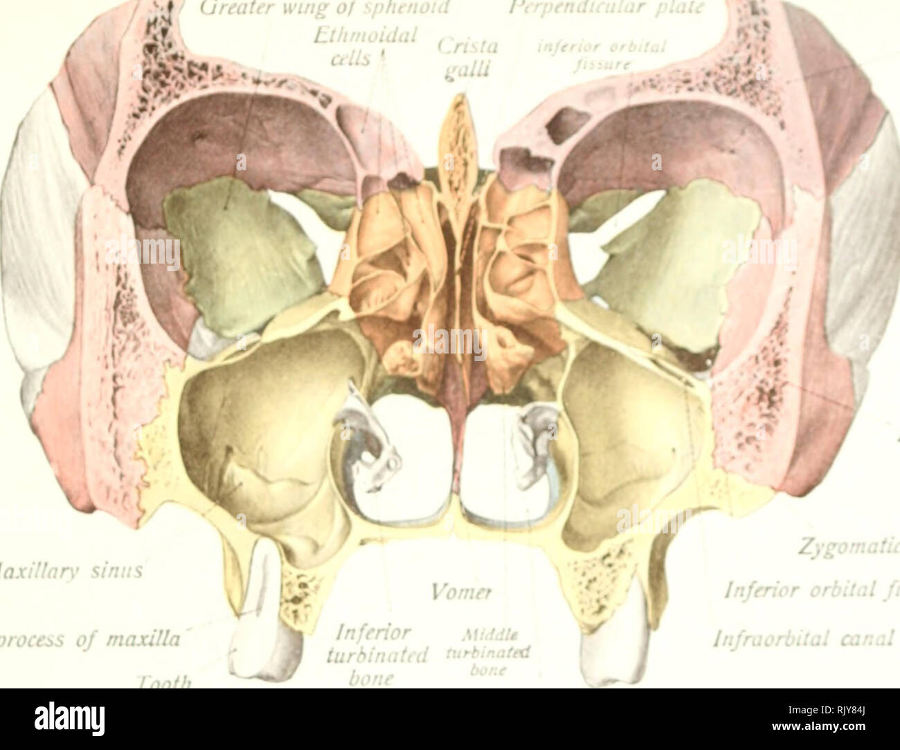 Fessura orbitale inferiore immagini e fotografie stock ad alta