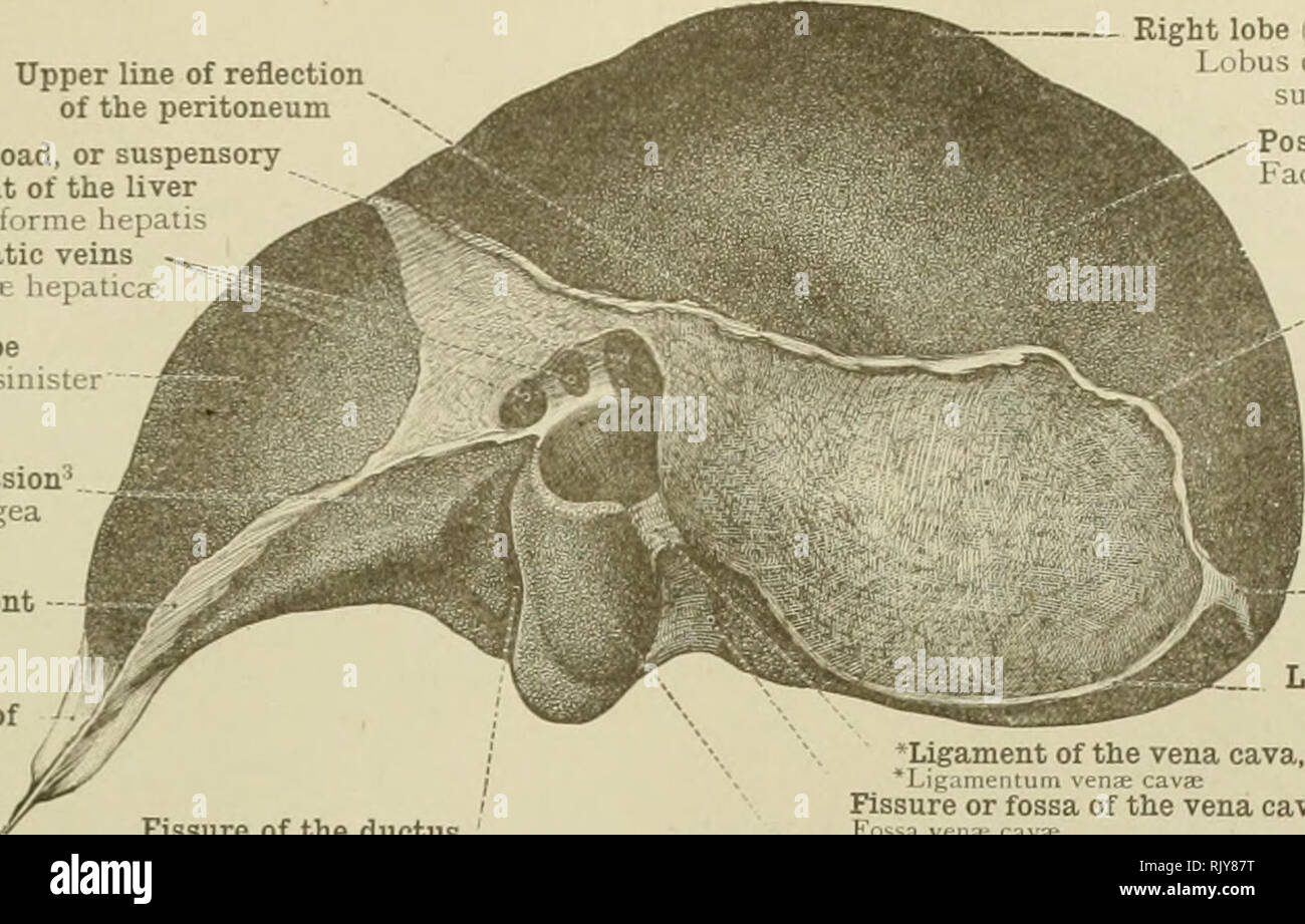 . Un atlante di anatomia umana per gli studenti e per i medici. Anatomia. Addominali e pelviche porzioni degli organi digestivi 447. Linea superiore della riflessione del peritoneo ralciform, ampia o legamento sospensivo del fegato Lig. falciforme epatica vene epatiche -^ Vena: liepatica: lobo sinistro Lobus sinistre (impronta esofagea Impressio cesophagea sinistra legamento laterale - Lig. triangulare sinistrum â¢appendice fibrosi del fegato " "Appendice fibrosa del lobo destro (superficie superiore) Lobus dexter (facies superior) - superficie posteriore Facies fessura posteriore del dotto venoso Fossa dotto ven Foto Stock