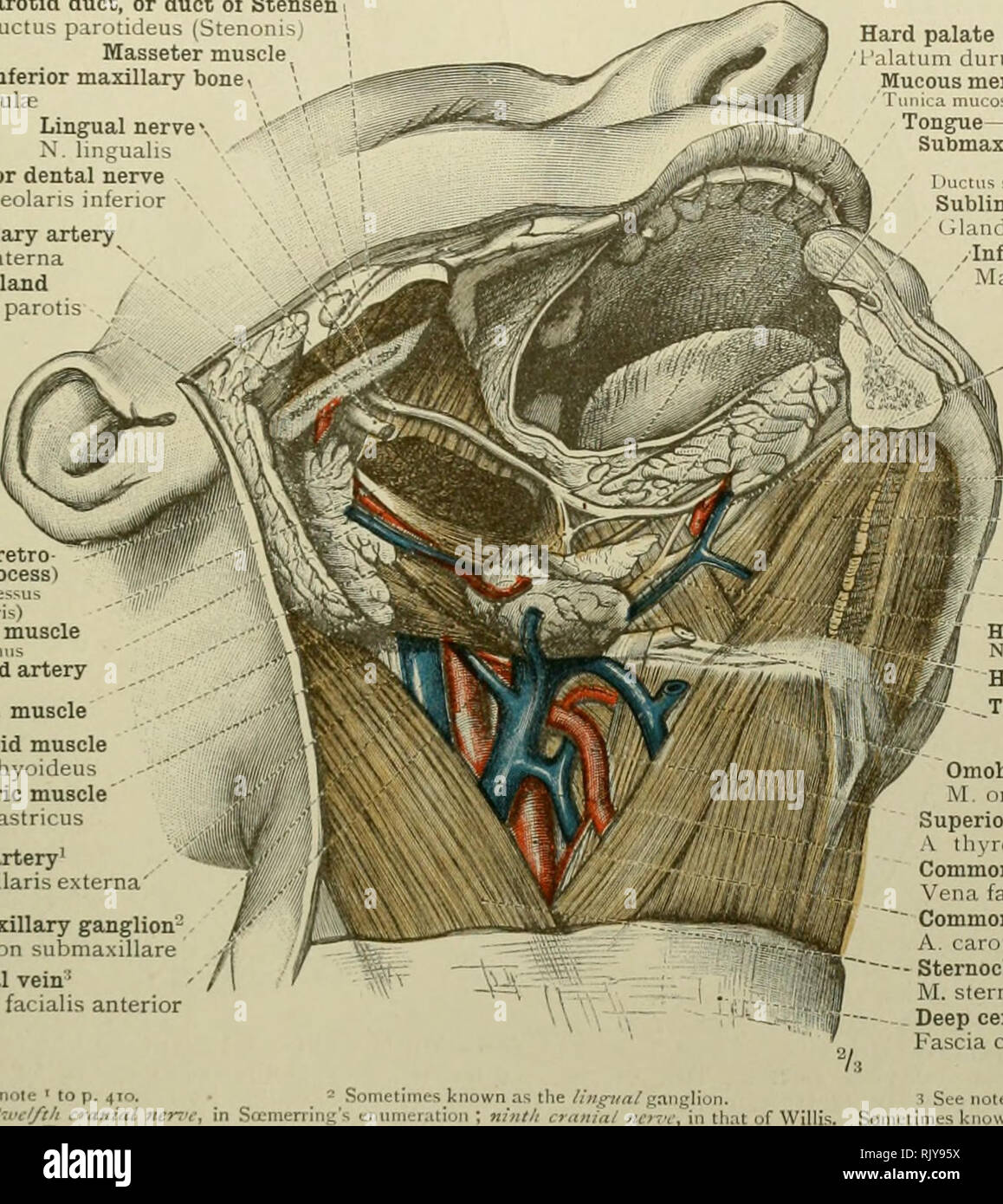 . Un atlante di anatomia umana per gli studenti e per i medici. Anatomia. Cefalico cervicale e porzioni degli organi digestivi 425 parotidei condotto, o condotto di Stensen dotto parotidcu^ (Sttn muscoli masseteri. Ramus del meno osso mascellare Ramus mandibola;- nervo linguale- N. liiigualis inferiore del nervo dentale N. alveolaris inferiore interna arteria mascellare A. maxillaris giornat ghiandola parotide Glandula parotis ' ghiandola parotide (retrò processo mandibolare) Gl. i.aroli (pr t^ noi interno muscolo pterygoid M. ptcMsoideusint^rn arteria carotide esterna A. caroliscN-tern."i Styloglossus muscolo muscl Stylohyoid Foto Stock