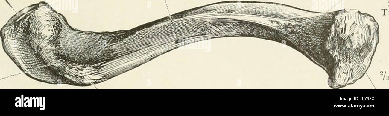 Un Atlante Di Anatomia Umana Per Gli Studenti E Per I Medici Anatomia Estremita Sternale Extremitas