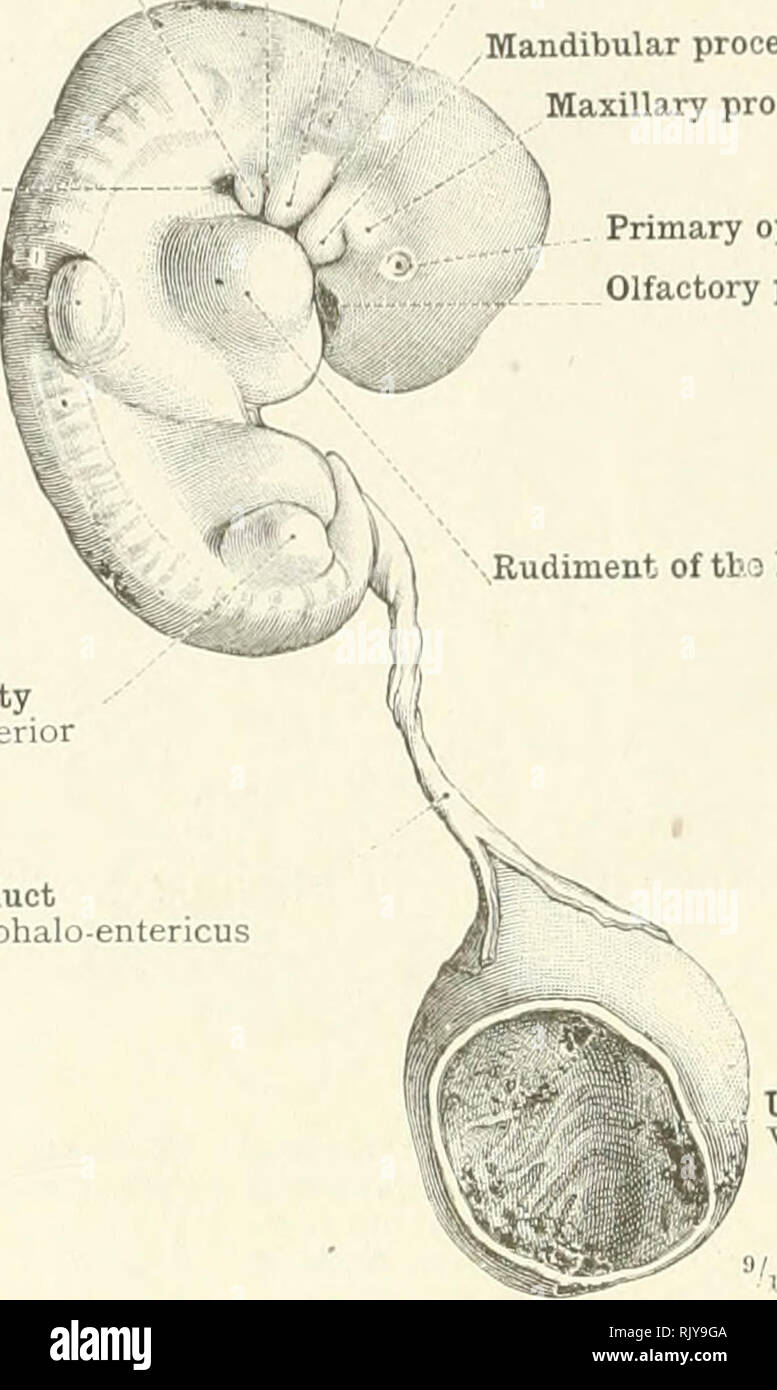 . Un atlante di anatomia umana per gli studenti e per i medici. Anatomia. 102 IL CRANIO E THL ossa del cranio seconda fessura viscerale terzo o thyrohyoid arco viscerale iSsrrlcal sinus Sinus cervicalis estremo superiore Extremitas supei i n secondo o hyoid arco viscerale uditivo pit prima fessura viscerale processo mandibolare -, Qf ^ ^ ^ mamUbu]ar ^^ ^ch processo mascellare ho primario vescicola ottica olfattiva Rudiment pit di tl&gt; 3 cuore estremo inferiore Extremitas inferiore condotto di cordone ombelicale, dotto omphalo-entericus. j vescicola ombelicale Vesicula umbilicalis Fig. 223.-embrione umano, quattro settimane di età. Il cordone ombelicale Foto Stock