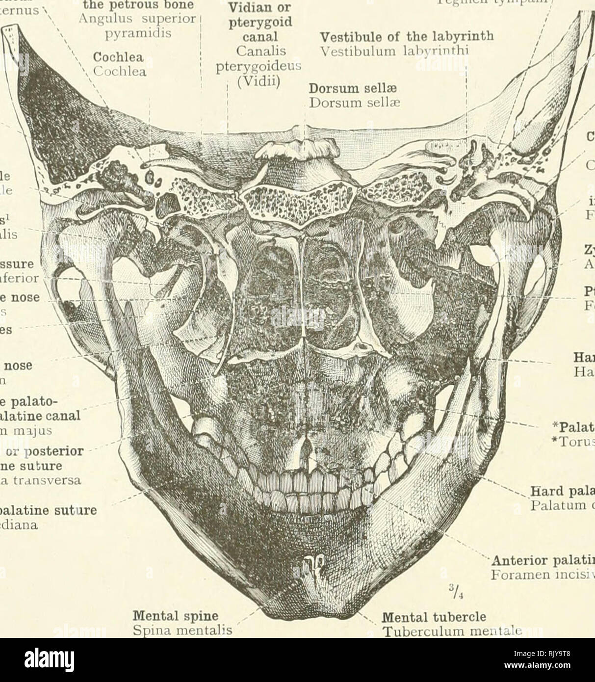 Iplusmile Modello Testa Umana: Anatomia Naso Bocca E Gola In PVC Per Studio E Insegnamento