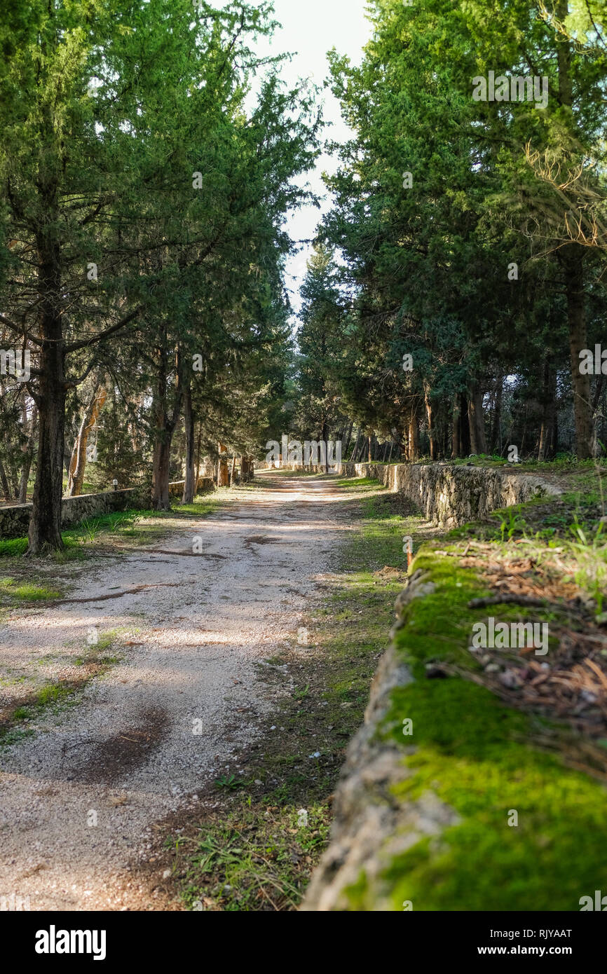Vicolo del cipressi Foto Stock