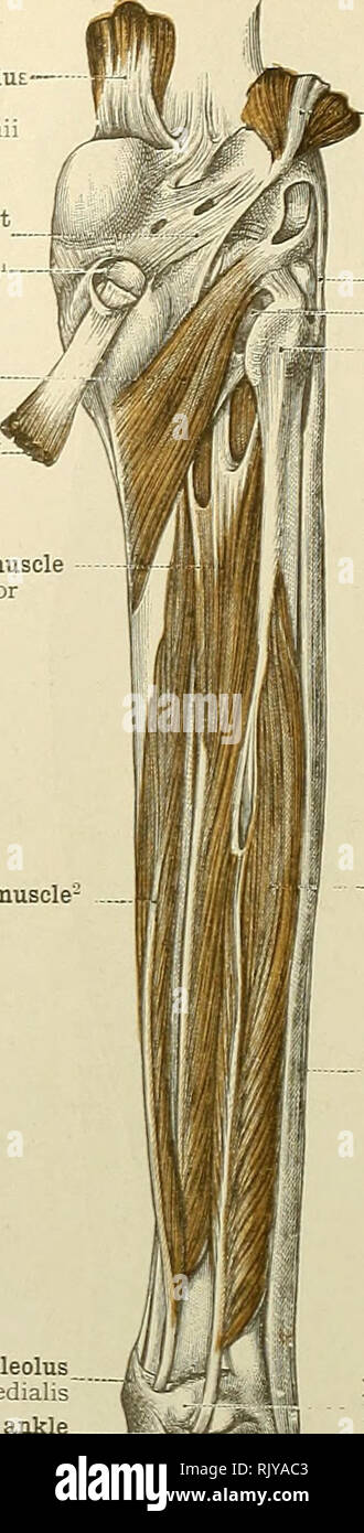 . Un atlante di anatomia umana per gli studenti e per i medici. Anatomia. 370 i muscoli della estremità inferiore testata interna del muscolo gastroonemiu Caput mediale m. gastrocnemii legamento posteriore del ginocchio-join Lig. popliteum obliquum Bursa del muscolo semimembranosus Bursa m. semimerabranosi Popliteus Semimemhranosus muscolare muscolo tibiale- posticus M. muscolo tibiale posteriore longus flessore digitorum pedis muscolo- | M. flessore digitorum longus malleolo interno il malleolo mediahs anulare interno di legamento della caviglia Lig. laciniatum. Si prega di notare che queste immagini vengono estratte dalla scansione p Foto Stock