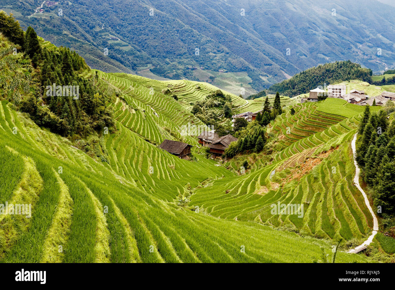 La regione di Guilin terrazze di riso, Cina Foto Stock