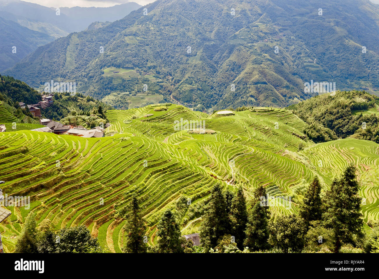 La regione di Guilin terrazze di riso, Cina Foto Stock