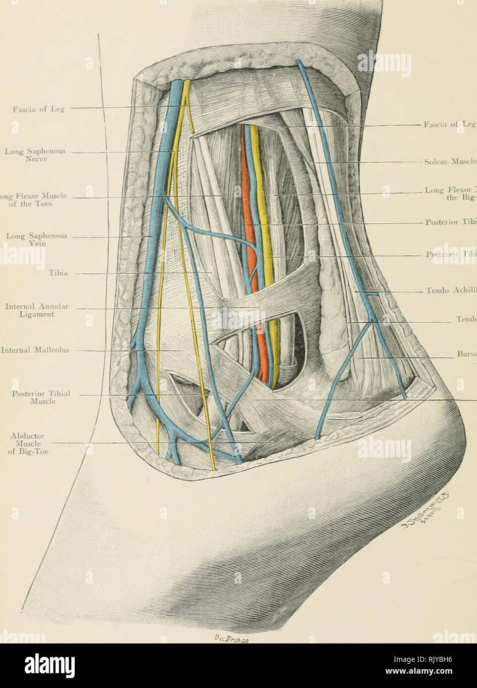 . Atlas di applicato (carta topografica) anatomia umana per studenti e professionisti. Anatomia. Mi-'asciii di Ucii ^l)^â Tâ¢p" Lay LonK Flexur muscolo della Big-Toe posteriore Arteria tibiale posteriore del nervo tibiale tendine del muscolo Plaiitaris ^ Bur>;i sotto Tendi' ^^ UN(hilli^ interno legamento anulare Fig. 190. Regione di (a destra) malleolo interno da dietro. Nat. Dimensioni. Kebman Limited, Londra. Rebman Company di New York. Si prega di notare che queste immagini vengono estratte dalla pagina sottoposta a scansione di immagini che possono essere state migliorate digitalmente per la leggibilità - Colorazione e aspetto di queste illustrazioni possono n. Foto Stock