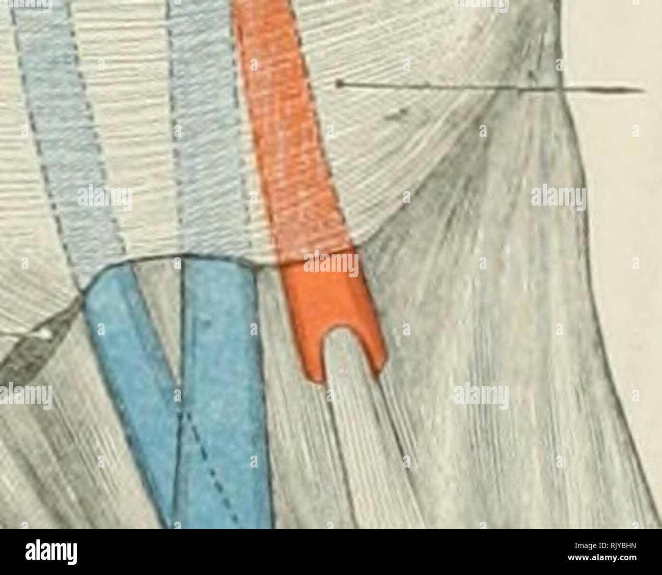 . Atlas di applicato (carta topografica) anatomia umana per studenti e professionisti. Anatomia. Lungo il muscolo flessore della Uic dita muscoli peronieri Lun^' flessori del Biy-Tot- Tcndo Aehillis Abductor muscolo della Big-Toe flessore breve MuscKr delle dita Accessorius Mustr lungo il muscolo flessore delle dita Abtluctur iiud Flexiir muscolo del mignolo -^MM muscolo tibiale posteriore. - -I- malleolo interno - laterale interna luberclc legamento di osso scafoide Abductor muscolo della Big-Toe. Si prega di notare che queste immagini vengono estratte dalla pagina sottoposta a scansione di immagini che possono essere state migliorate digitalmente per readab Foto Stock