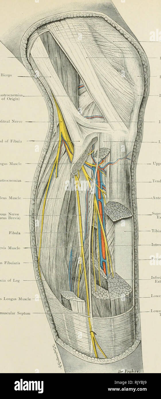 . Atlas di applicato (carta topografica) anatomia umana per studenti e professionisti. Anatomia. Slu.rt testa ..{ muscolo bicipite Loiijj egli.ul del segnale acustico :IiiSLle testa esterna di gastrocnemio, muscolo (tendine di origine) lixternal poplitea testa Xer .jf Fibula IVmoiicus Lmigus Muscl testa esterna del muscolo gastrocnemio solco Muscl ^lusculo-nervosi cutanei (Ramo di Peroneus Brevisl Pernneus Brevis Muscle Ramus Communicans Fibularis. lentlon del muscolo Ouadriceps t-^A-riio Tibi.il Band rotula 7 di legamento patellare Peroneus Longus muscolo anteriore setto Intermuscular Insertit.n di Bicei)s nella tibia Lonj&LT; Foto Stock