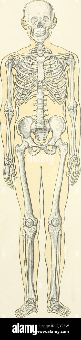 . Un atlante di anatomia umana per gli studenti e per i medici. Anatomia. 22 LA STRUTTURA DELLE OSSA. Fig. 35.-aspetto anteriore. Lo scheletro humanum-lo scheletro umano. il maiale- 26.-vista dal lato sinistro, il braccio essendo stato rimosso.. Si prega di notare che queste immagini vengono estratte dalla pagina sottoposta a scansione di immagini che possono essere state migliorate digitalmente per la leggibilità - Colorazione e aspetto di queste illustrazioni potrebbero non perfettamente assomigliano al lavoro originale. Toldt, Carl, dal 1840 al 1920; Dalla Rosa, Alois, b. 1848; Paolo, Eden, 1865-1944, tr; Toldt, Carl, dal 1840 al 1920. Anatomischer atlas für Studierende und Ärtze. Engl Foto Stock