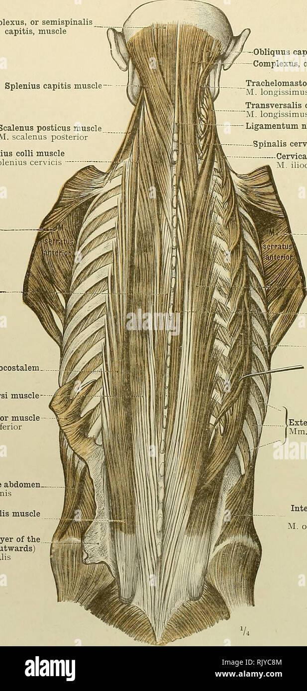 . Un atlante di anatomia umana per gli studenti e per i medici. Anatomia. 268 I MUSCOLI DEL TRONCO Complexus o semispinalis capitis, muscolo Splenius capitis Scalenus muscolare muscolo posticus M. scalenus Splenius posteriore colli muscolo M. splenius cericis Serratus magnus Spinalis muscolare muscolo dorsi Musculus accessorius annuncio iliocostalem M. iliocostalis dorsi Longissimus dorsi muscoli serratus posticus muscolo inferiore M, serratus inferiore posteriore esterna del muscolo obliquo dell'addome M. obliquus externus addominali Iliocostalis o muscolo sacrolumbalis M. iliocostalis lumborum superficiali o posterio Foto Stock