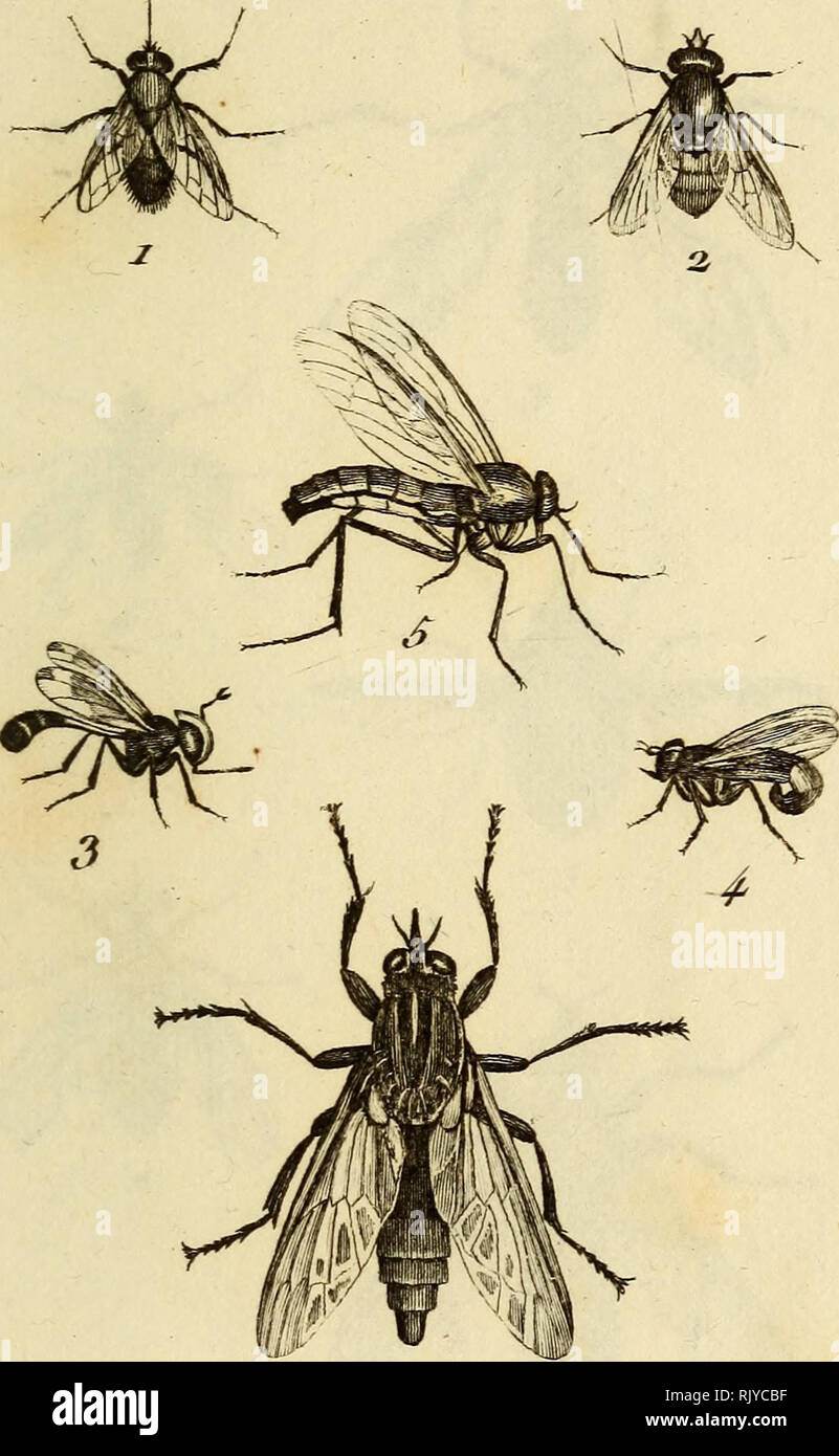 . Atlas des insectes, composé de 110 planches, représentant la plupart des insectes décrits dans le Manuel d'histoire Naturelle et dans le Manuel d'entomologie. Gli insetti. IrLxPecie FLlo^^ ,. Jiitraùit7TJ/T 4.'/. K^TarJn'i, JC7//p di • KliiiiQ^ À T)CE . 5 . lUiae^. bécasse . ag a bec . J . Coiiops inifipède . 6 . Asile ii"eloii .. Si prega di notare che queste immagini vengono estratte dalla pagina sottoposta a scansione di immagini che possono essere state migliorate digitalmente per la leggibilità - Colorazione e aspetto di queste illustrazioni potrebbero non perfettamente assomigliano al lavoro originale. Parigi, Roret Foto Stock