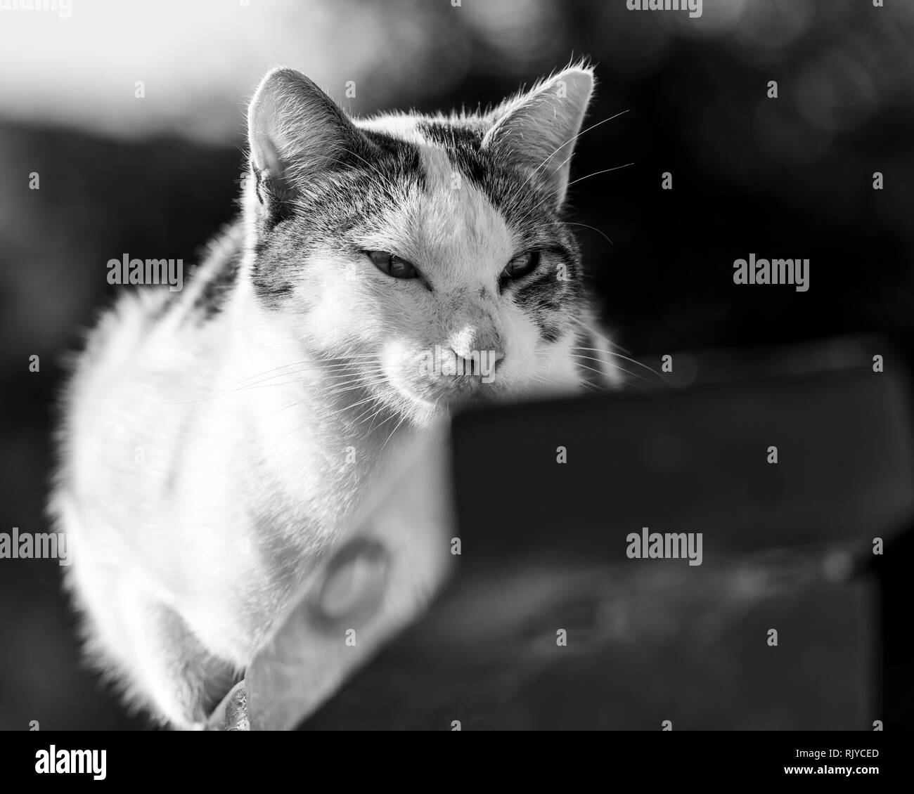 Bilanciamento del gatto sulla staccionata in legno, immagine in bianco e nero Foto Stock