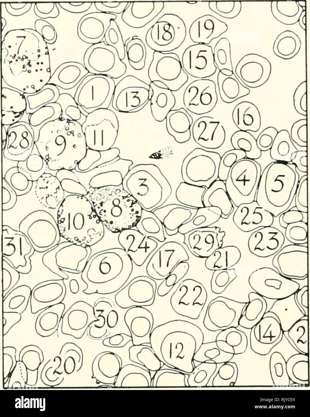 . Atlas di influenza ematologia. Ematologia veterinaria; pollame -- malattie. La figura 330.-embrione milza. Embrione incubate 12 argille 11 ore. 1370 X 1, 2 Granuloblasts. 3-6 Metagranuloblasts. 7-10 Heterophil promyelocytes. 11 metagranuloblast eosinofila. Eritroblasto 12. 13, 14 Primi erytlirocytes policromatica. 1.5-17 iViid-polychromatio eritrociti. 18-21 tardi eritrociti policromatici. 22 La metà di eritrociti policromatici nella mitosi, prob.- abilmente anaphase precoce. Le figure 23-27: tardo-eritrociti policromatici nella mitosi. 23 Inizio prophase. 24 tardi prophase, membrana nucleare ripartiti. 25,26 Fine p Foto Stock