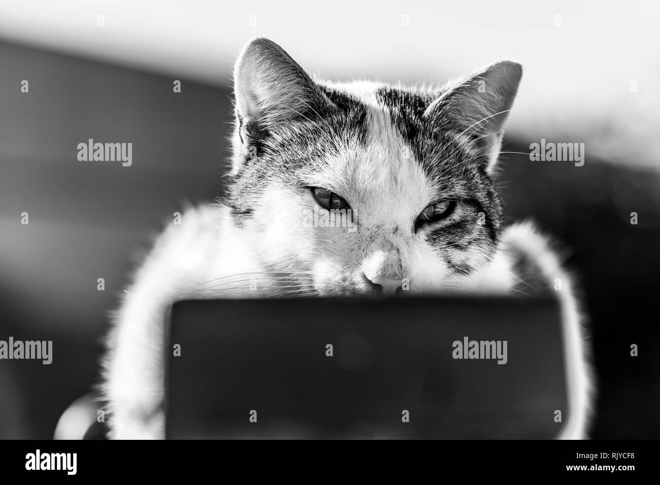 Tabby cat ubicazione sulla staccionata in legno, vicino, immagine in bianco e nero Foto Stock