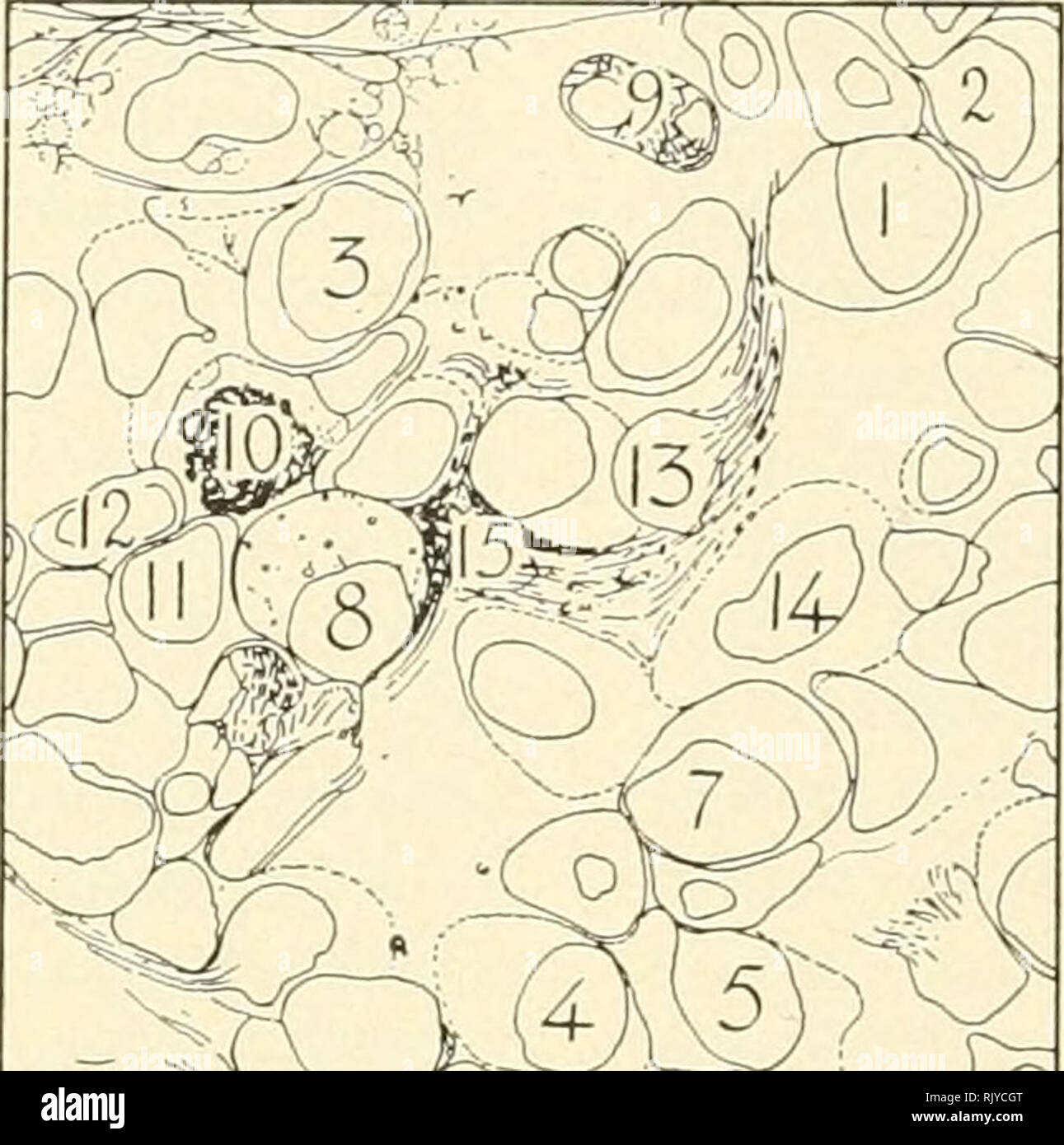 . Atlas di influenza ematologia. Ematologia veterinaria; pollame -- malattie. I. :'^ '©f* ("I&LT; FiGUEE 329.-embrione milza. Embrione incubate 8 giorni 1 ore. A questa età è difficile ottenere una buona cospargere a causa della fragilità delle celle e la mascheratura dal siero macchiato di fluido e granuli. 1370 X. 1, 2 Metagranuloblasts. 3-6 Metagranuloblasts in cui il citoplasma è mascherata dal sovrastante siero macchiata. 7 Un heterophil promyelocyte. 8 Heterophil mesomyelocyte con molte sfere eosinofila, un po' di luce e di qualche oscuro. 9 heterophil maturo. 13, 10 di cellule immature in mitosi, prophase. Foto Stock