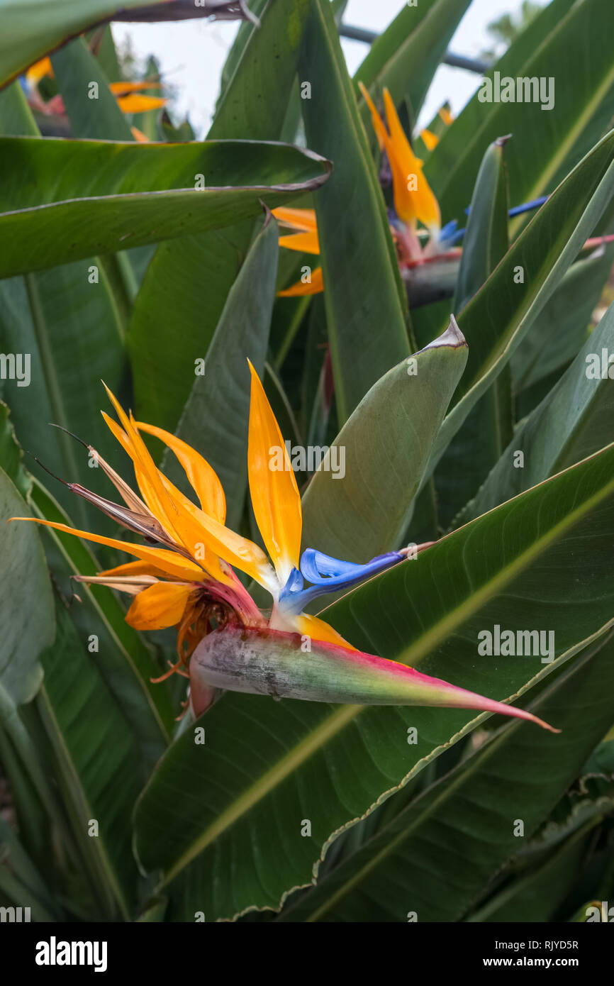 Strelitzia Reginae o uccello del paradiso fiore close-up Foto Stock