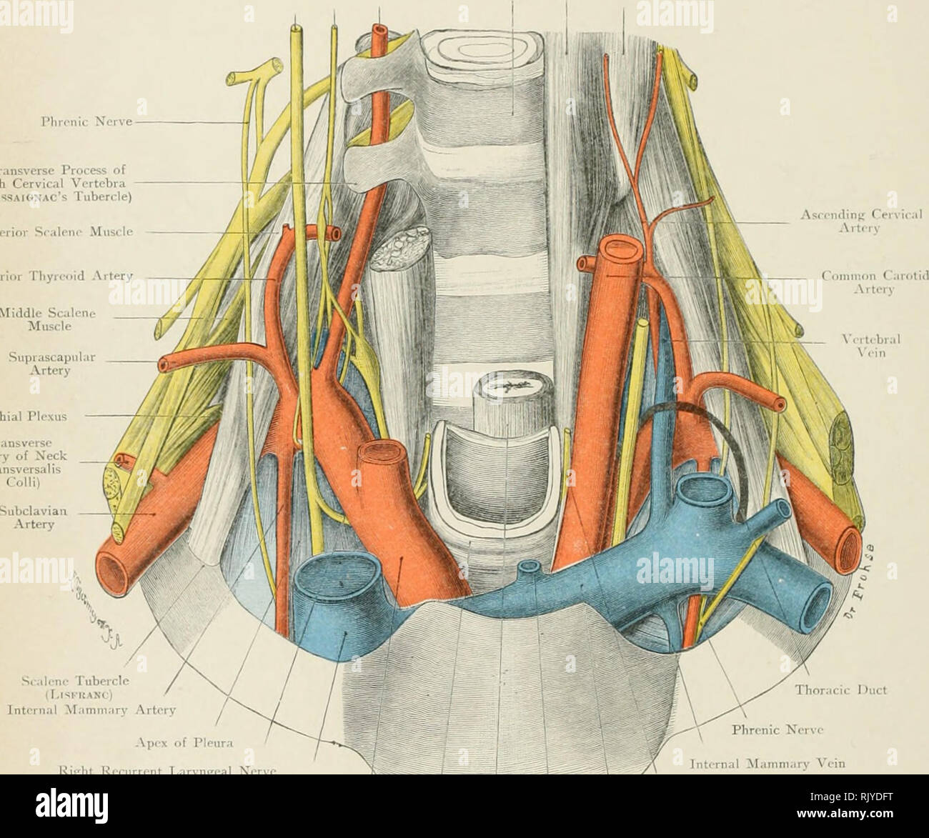 . Atlas di applicato (carta topografica) anatomia umana per studenti e professionisti. Anatomia. jth Loiiniis Svmp;ithetic Ci-rvical C"l!ho ViiRus Xcrvc' catena Arteria vertebrale la vertebra muscolo Rectus Capitis Anticus muscolo nervo Pbrcnic processo trasversale della sesta vertebra cervicale (f'liASSAiONAC's) tubercolo ScalctH anteriore- muscolo ln(eri&lt;tr 1 arteria liyrcoid medio muscolo scaleno. Pi brachiale- arteria trasversale del collo Transversalis Coili^ tubercolo scaleno (LiSKKANC) arteria mammaria interna / .pex della pleura Ki;,'accesa ricorrenti del nervo laringeo irynffcal Nerve / -- -- ri^accesa vena Innominate ho Foto Stock
