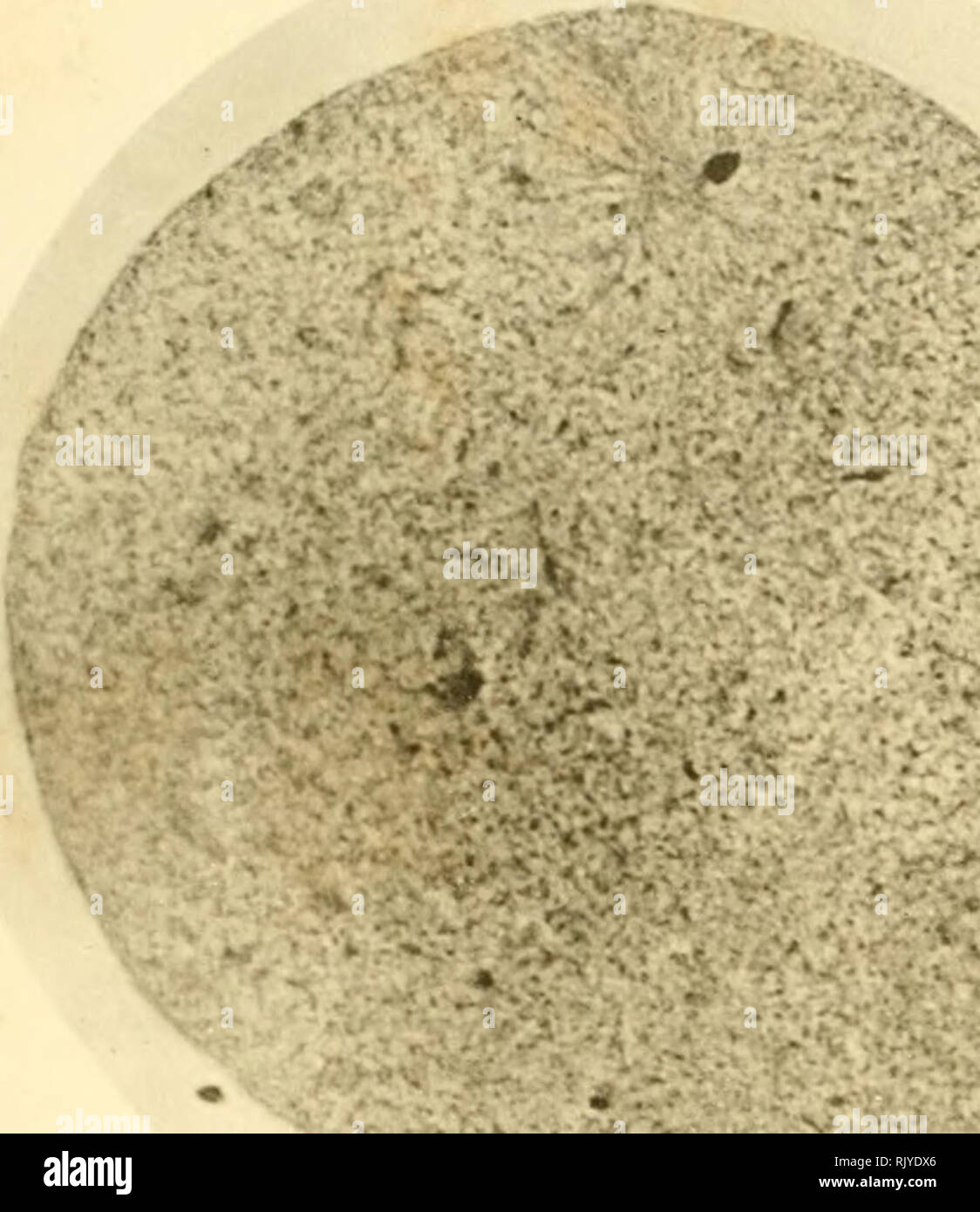 . Un atlante della fecondazione e karyokinesis dell'ovulo. Ovum; la fecondazione (biologia); la meiosi; embriologia -- Echinodermata. Atlante della fecondazione. Piastra II. ^. Si prega di notare che queste immagini vengono estratte dalla pagina sottoposta a scansione di immagini che possono essere state migliorate digitalmente per la leggibilità - Colorazione e aspetto di queste illustrazioni potrebbero non perfettamente assomigliano al lavoro originale. Wilson, Edmund B. (Edmund Beecher), 1856-1939; Leaming, Edward, 1861-1916. New York, Londra, Pub. per la Columbia university press da Macmillan e co. Foto Stock