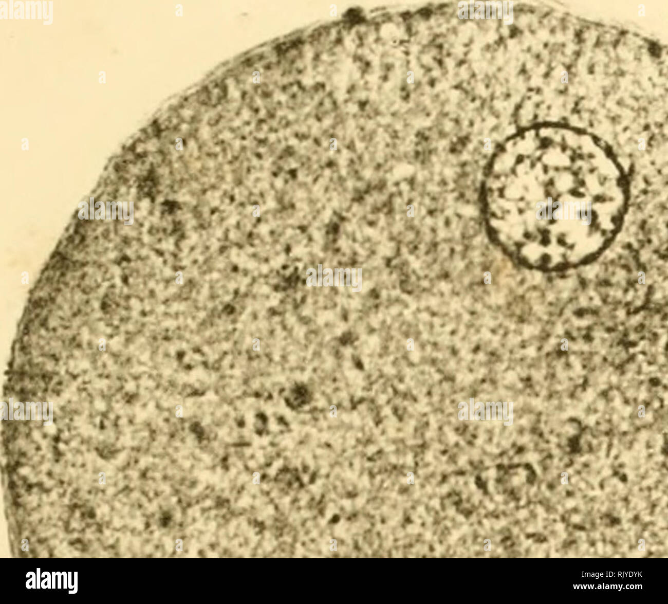 . Un atlante della fecondazione e karyokinesis dell'ovulo. Ovum; la fecondazione (biologia); la meiosi; embriologia -- Echinodermata. Atlante della fecondazione. Piastra II.. i. ' &Gt;L, /"". Si prega di notare che queste immagini vengono estratte dalla pagina sottoposta a scansione di immagini che possono essere state migliorate digitalmente per la leggibilità - Colorazione e aspetto di queste illustrazioni potrebbero non perfettamente assomigliano al lavoro originale. Wilson, Edmund B. (Edmund Beecher), 1856-1939; Leaming, Edward, 1861-1916. New York, Londra, Pub. per la Columbia university press da Macmillan e co. Foto Stock