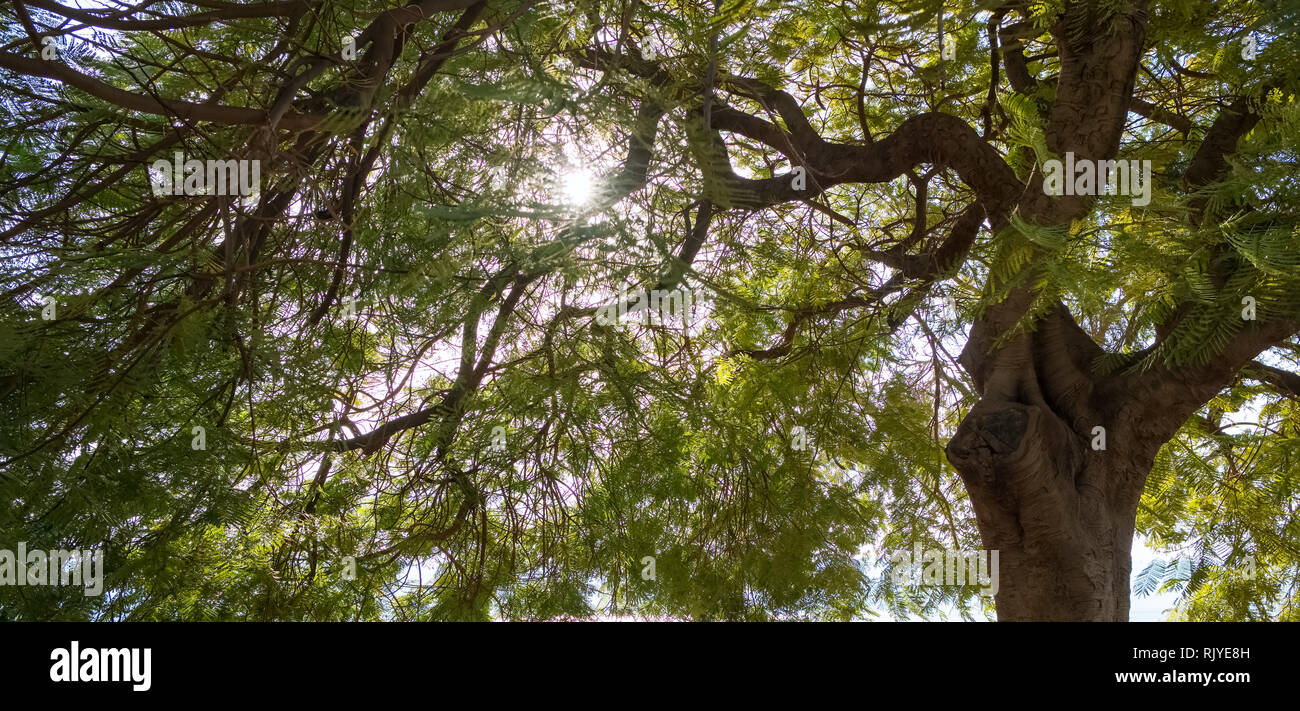 Raggi di sole che splende attraverso foglie di albero, sullo sfondo della natura Foto Stock