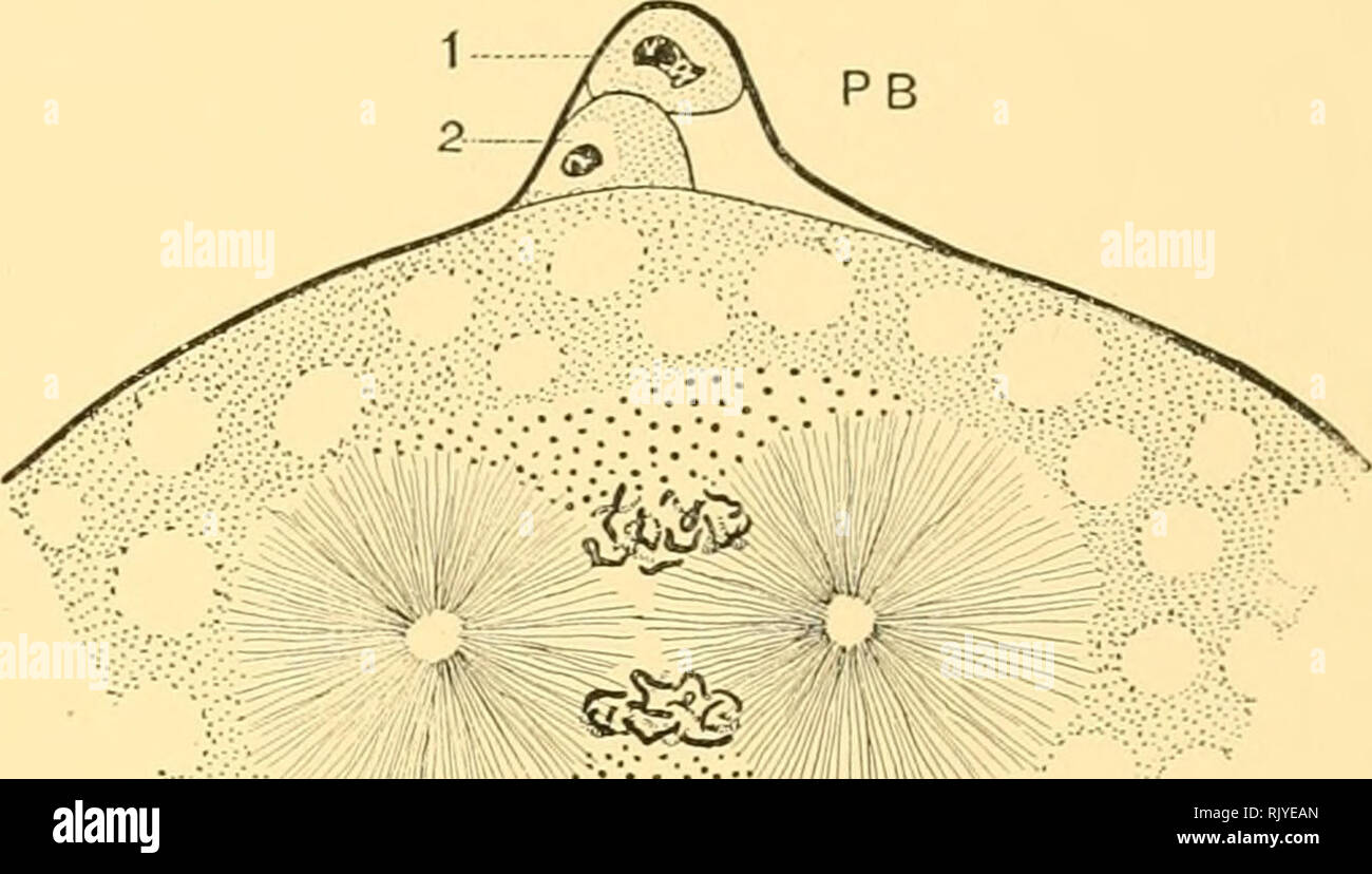. Un atlante della fecondazione e karyokinesis dell'ovulo. Ovum; la fecondazione (biologia); la meiosi; embriologia -- Echinodermata. iiiii!II^:;-;";&GT;v-:V:Vfiijii^-.:^ B Fig. IV. l-ic IV - due aerm-iiuclei nell'uovo del gasteropode Plerotrachea. Fortemente ingrandita, dopo Boveri. E l'uovo-nucleo; S, lo sperma-nucleo, ciascuna contenente sedici cromosomi allungata. PB, i corpi polari. Il centrosome ha diviso in due per formare un amphiaster. La sua origm m questo animale non è ancora stata determmed. i;. Fase successiva, mostrando la completamente sviluppato amphiaster. Sopra di esso si trovano le sedici materna c Foto Stock