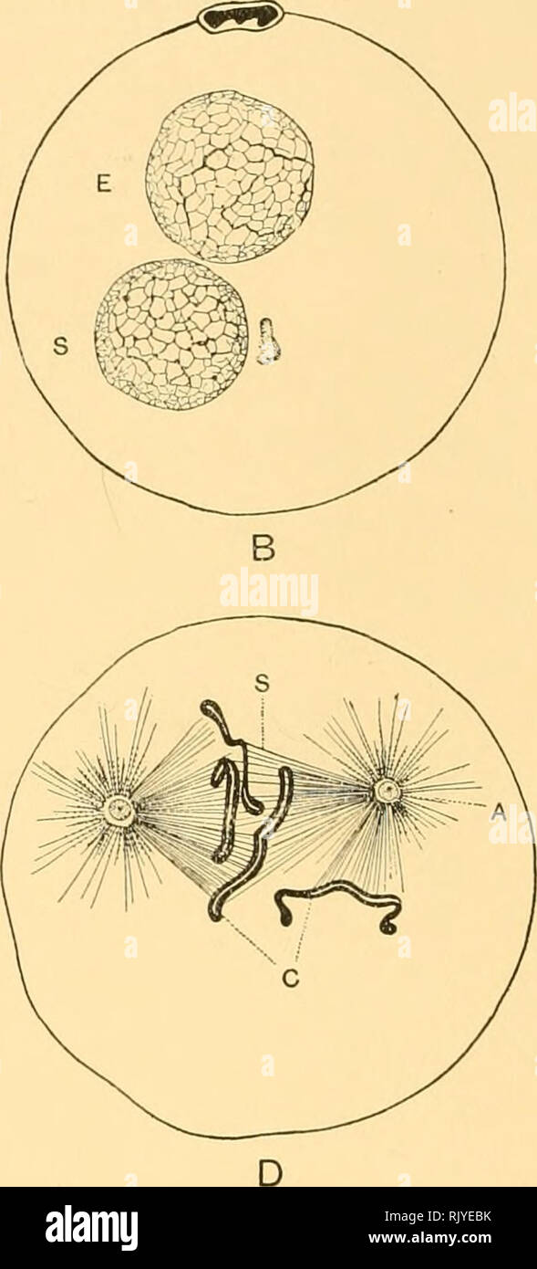 . Un atlante della fecondazione e karyokinesis dell'ovulo. Ovum; la fecondazione (biologia); la meiosi; embriologia -- Echinodermata. Fi.:. III. Fig. III. - Storia del germe-nuclei nel KYi^i'i.iX-wmm megalocephaUi Ascaris (dopo Boveri), fortemente ingrandita. A. uovo immediatamente dopo la formazione del secondo corpo polare, PB; e l'uovo-nucleo, costituito da due cromosomi di ramificazione; S, lo sperma-nucleo derivati dalla testa di uno spermatozoo che ha inserito l'uovo. B. tappa seguente, in cui l'uovo-nucleo (E) e lo sperma-nucleo (S) hanno assunto le stesse dimensioni e la stessa struttura. C. In seguito st Foto Stock