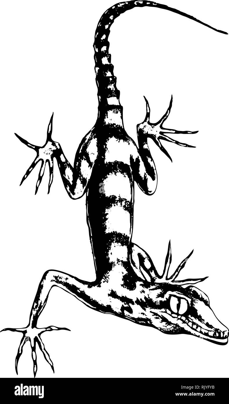 Lizard disegnati a mano vector Illustrazione Vettoriale