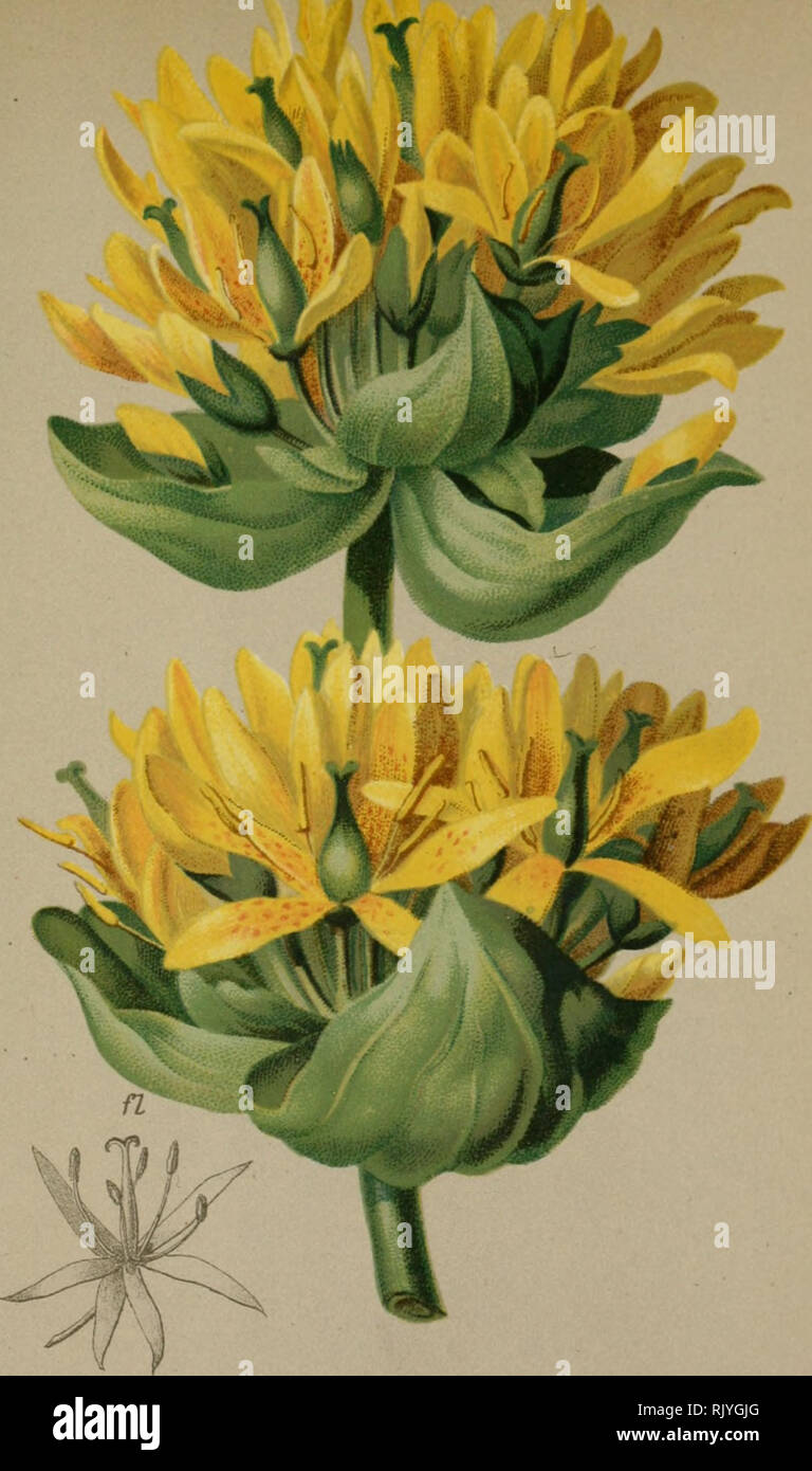 . Atlas der Alpenflora. Piante di montagna. Lutea Gentiana L. - Gelber Enzian Atpenkette, auf Triften, 1100-1600 M. Juli. Agosto.. Si prega di notare che queste immagini vengono estratte dalla pagina sottoposta a scansione di immagini che possono essere state migliorate digitalmente per la leggibilità - Colorazione e aspetto di queste illustrazioni potrebbero non perfettamente assomigliano al lavoro originale. Hartinger, Anton, b. 1806; dalla Torre, K. W. von (Karl Wilhelm), 1850-1928; Deutscher Alpenverein (fondata nel 1874). Wien : Eigenthum und Verlag des Deutschen und Oesterr. Alpenvereins Foto Stock
