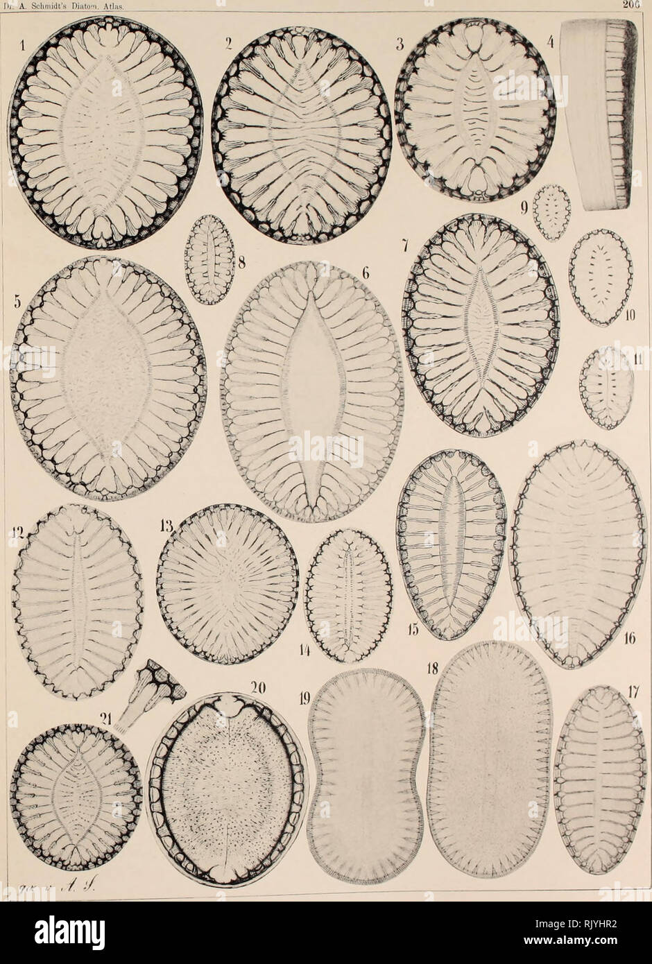 . Atlas der Diatomaceen-Kunde. . Si prega di notare che queste immagini vengono estratte dalla pagina sottoposta a scansione di immagini che possono essere state migliorate digitalmente per la leggibilità - Colorazione e aspetto di queste illustrazioni potrebbero non perfettamente assomigliano al lavoro originale. Schmidt, Adolf, 1812-1899. Leipzig : O. R. Reisland Foto Stock