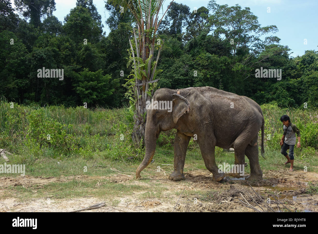 Una femmina di elefante con il suo caregiver nella 'giungla elefante santuario', in Krabi Thailandia. Foto Stock