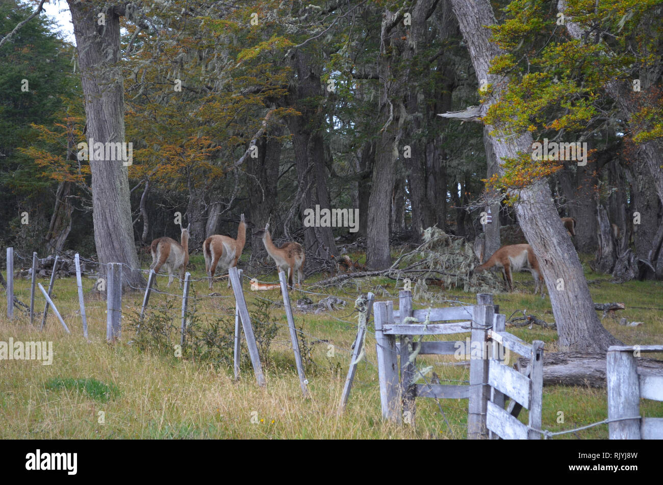 Il guanaco nel sud della foresta di faggio in Karukinka riserva naturale, Tierra del Fuego, Cile Foto Stock