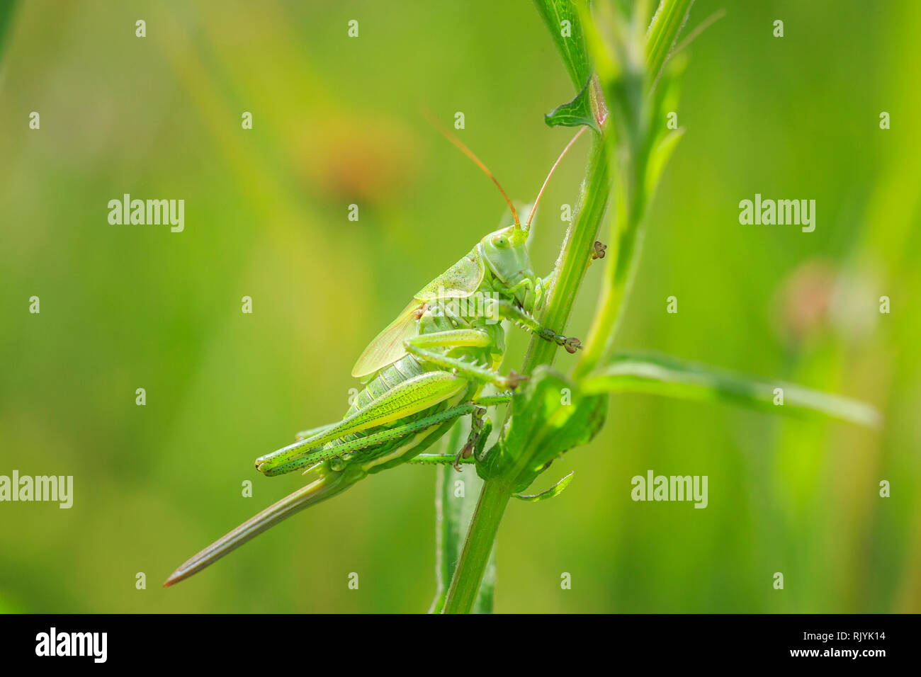 Macro Close-up di una femmina la grande macchia verde-cricket, Tettigonia viridissima con ovipositor. Foto Stock
