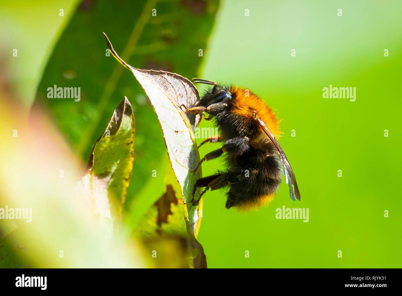 Carda comune bee, Bombus pascuorum, appoggiato sulla vegetazione in luce diurna Foto Stock