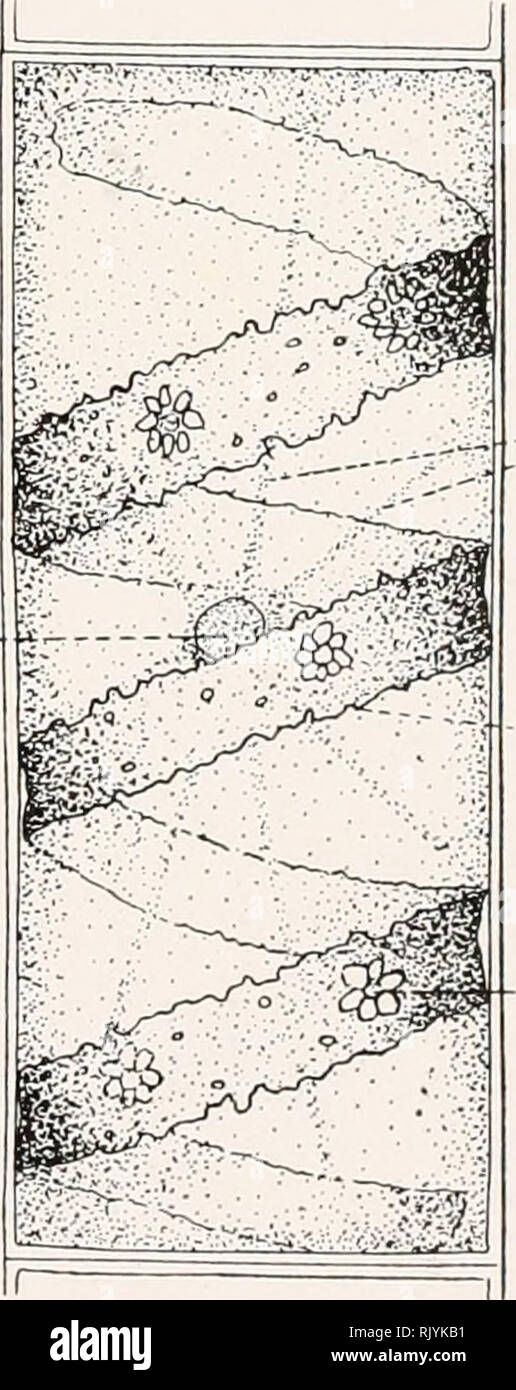 . Atlas de botanique microscopique : Manuel de Travaux pratiques .... Botanica -- Anatomia. a- ïr. /Ligues 6/eues et Algues vertes -^6 V 119. Si prega di notare che queste immagini vengono estratte dalla pagina sottoposta a scansione di immagini che possono essere state migliorate digitalmente per la leggibilità - Colorazione e aspetto di queste illustrazioni potrebbero non perfettamente assomigliano al lavoro originale. Coupin Henri, b. 1868; Jodin, Henri; Dauphiné, André. Parigi : Vigot Foto Stock