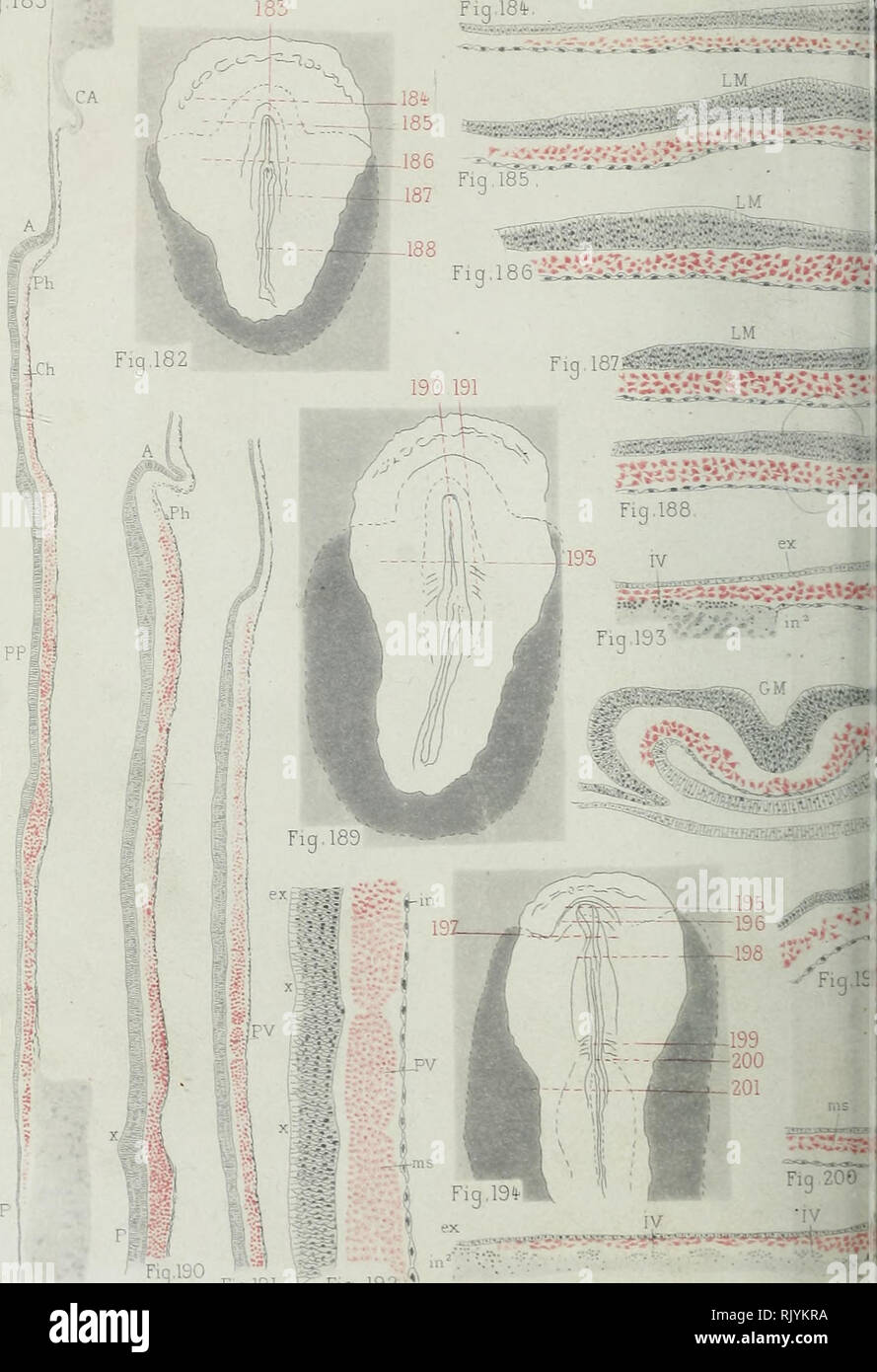 . Atlas d'embryologie. Embriologia. Mathias Duval-Atlas d'Embryoloqie * Fig.183 *".  ^.,5ï,uv..W^iWKaw"a Sï?=^"lfe"BÏÏM*Wîig"^ÇW^ ^'9'^° ng.;91 ^.g.l92- MalhidS Duval del BLASTODERME E.T EMBi. Si prega di notare che queste immagini vengono estratte dalla pagina sottoposta a scansione di immagini che possono essere state migliorate digitalmente per la leggibilità - Colorazione e aspetto di queste illustrazioni potrebbero non perfettamente assomigliano al lavoro originale. Duval, Mathias Marie, 1844-1907. Parigi, G. Masson Foto Stock