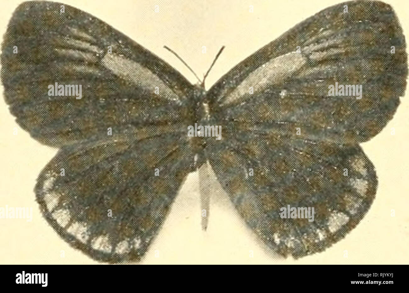 . Come la natura mostra loro : falene e farfalle degli Stati Uniti, ad est delle Montagne Rocciose : con oltre 400 illustrazioni fotografiche nel testo e molti trasferimenti di specie dalla vita. I lepidotteri; natura stampe. 306 falene e farfalle. Un interessante liabit bnttei dell'vola l)el()ni;ing di questo genere è stata testimone di b}' uno di m}- biotliers, William Denton, in Coloniljia, Sud Aniei'ica. Un giorno, mentre egli era fuori la raccolta, ha notato parecchi maschio s[)ecimens di un molto bel s[)ecies svolazzanti attorno ad un l)ush sul ciglio della strada. Questi ha preso con il suo netto ed era in procinto di passare, WH Foto Stock