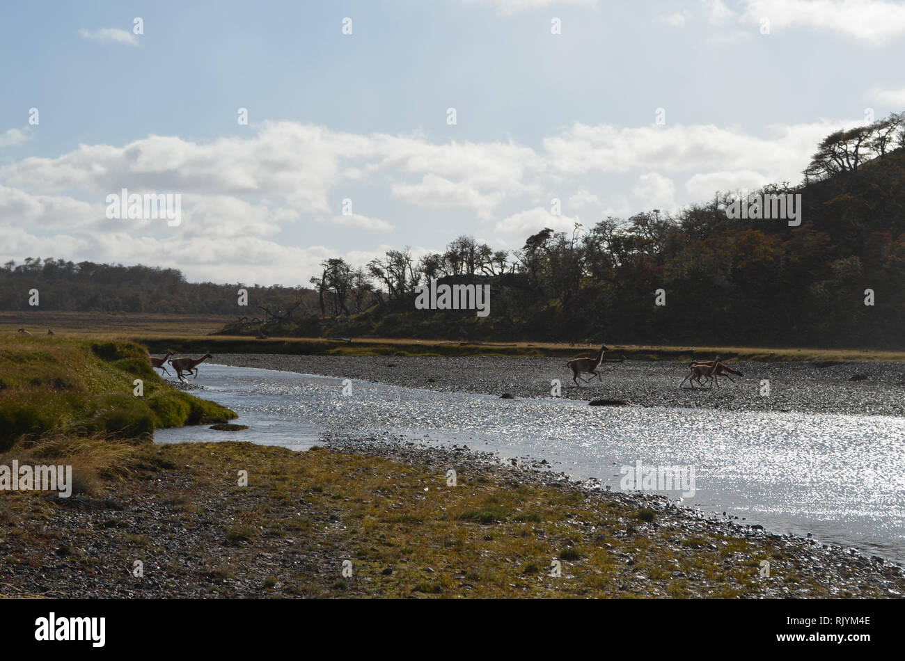 Allevamento di guanaco attraversare un fiume in Karukinka riserva naturale, Tierra del Fuego, Cile Foto Stock