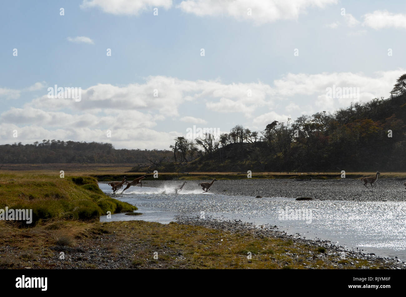 Allevamento di guanaco attraversare un fiume in Karukinka riserva naturale, Tierra del Fuego, Cile Foto Stock