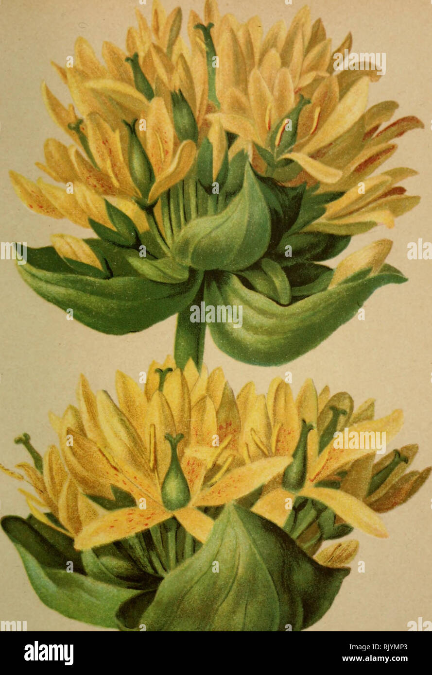 . Atlas de la flora alpine. Piante; piante di montagna. 341. Gentiana lutea, L. - Gelber Enzian. Gentiane jaune. - La Genziana. Motitagnes calcaires. Juillet - Août. Si prega di notare che queste immagini vengono estratte dalla pagina sottoposta a scansione di immagini che possono essere state migliorate digitalmente per la leggibilità - Colorazione e aspetto di queste illustrazioni potrebbero non perfettamente assomigliano al lavoro originale. Correvon Henry, 1854-1939; Club Alpin allemand et autrichien. Genève, Georg &AMP; Co. Foto Stock