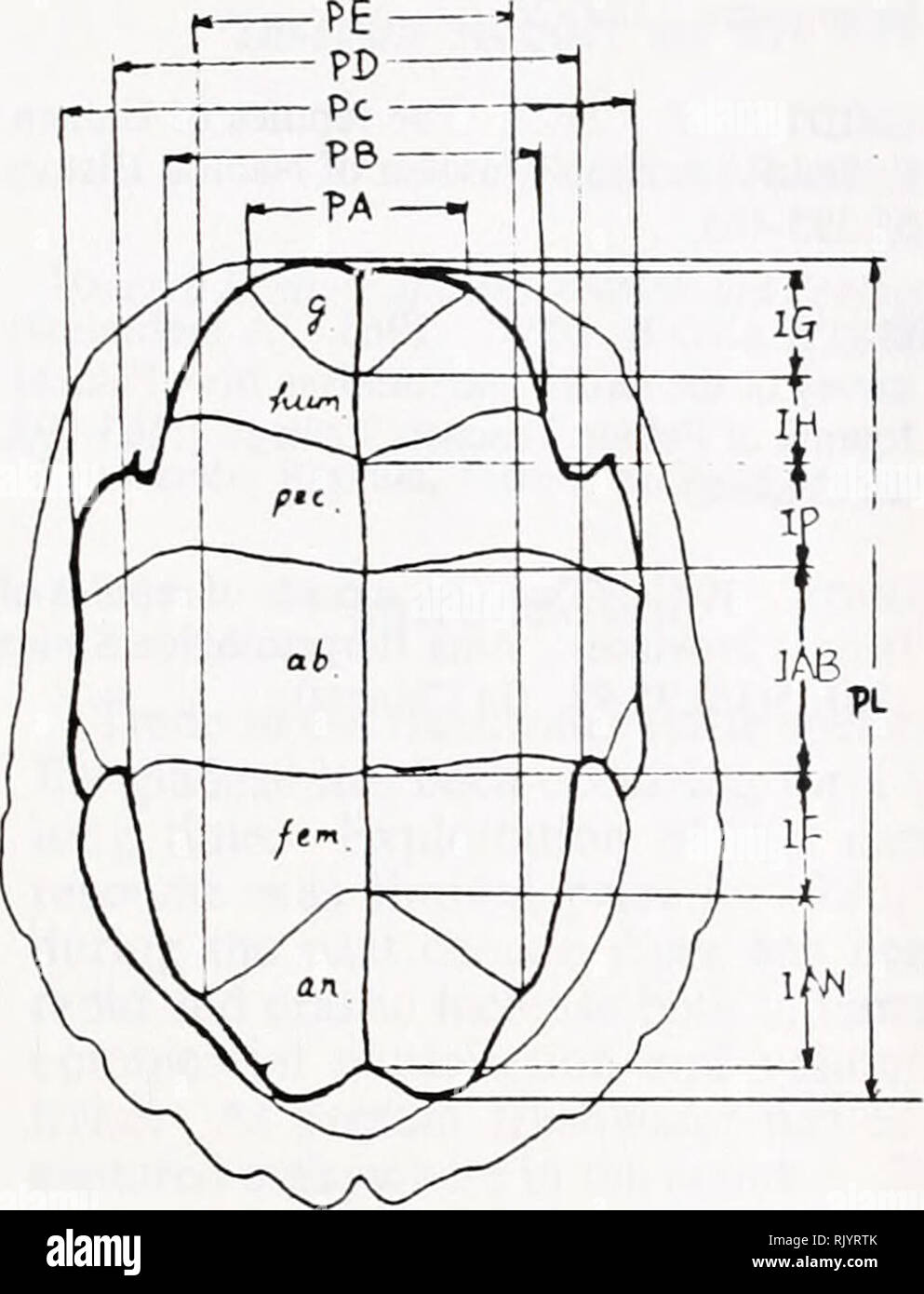 . Herpetological asiatico ricerca. Rettili -- Asia periodici; Anfibi -- Asia periodici. Aprile 1990 Herpetological asiatico Research Vol. 3, p. 121. Tabella 1. Analisi della shell dati di sutura. Fig. 2 Per i dettagli di misurazione. Vedere Sacalia misura Sacalia bealei quadriocellata (N=27) (N=26) media ± SE media ± SE PA/PL 0,259+0.0180 0.249±0.0137 PB/PL 0,424±0.0240 0.417±0.0207 PC/PL 0.620±0.0280 da 0,616±0.0337 PD/PL 0,501±0.0198 0.520±0.0226 PE/PL 0.377±0.0140 0.367±0.0140 IG/PL 0,114±0.0140 0.10910.0117 IH/PL 0,105±0,0160 0,096±0.0150 IP/PL 0,171±0.0240 0,169±0.0172 IAB/PL 0,230±0.0177 0,248±0.0 Foto Stock