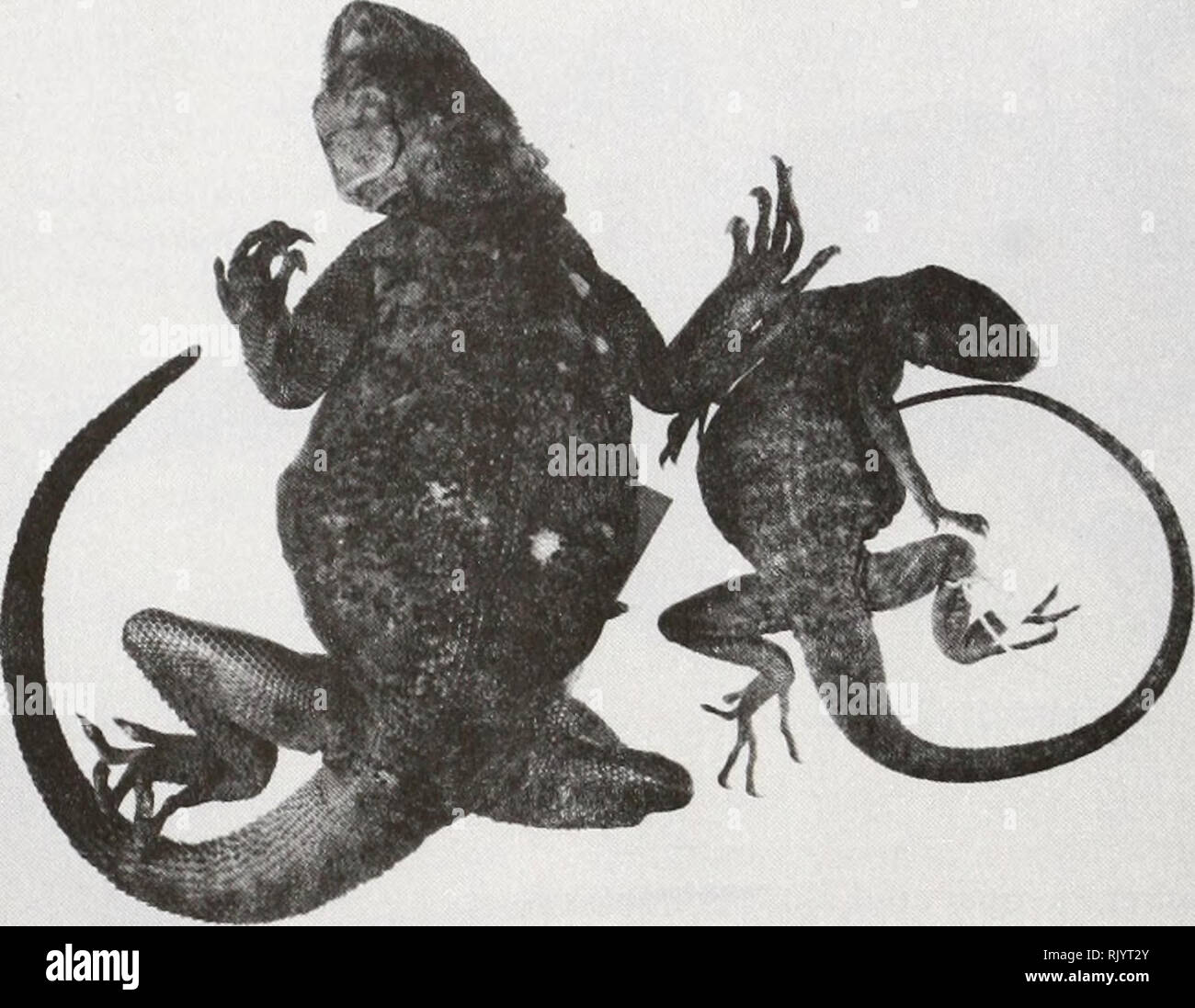 . Herpetological asiatico ricerca. Rettili -- Asia periodici; Anfibi -- Asia periodici. Vol. 3, p. 106 Asiatico Ricerca Herpetological Aprile 1990. FIG. 2. Paralectotypes oiStellio sacra BMNH 1946.8. 28.58 e BMNH 1946.8.28.59. Due maschi, 2 femmine e 1 bambini. Località: Nyingchi (29° 32' N 94° 25' E), Lhasa comune, Xizang (Tibet) Regione autonoma, Cina. La distribuzione Stellio sacra come attualmente inteso, è limitato al fiume drenaggio di Yarlung Zangbo in Lhasa Valley, Xizang (Tibet) Regione autonoma, Cina (Fig. 4). Solo quattro località sono noti, tutti betwee Foto Stock