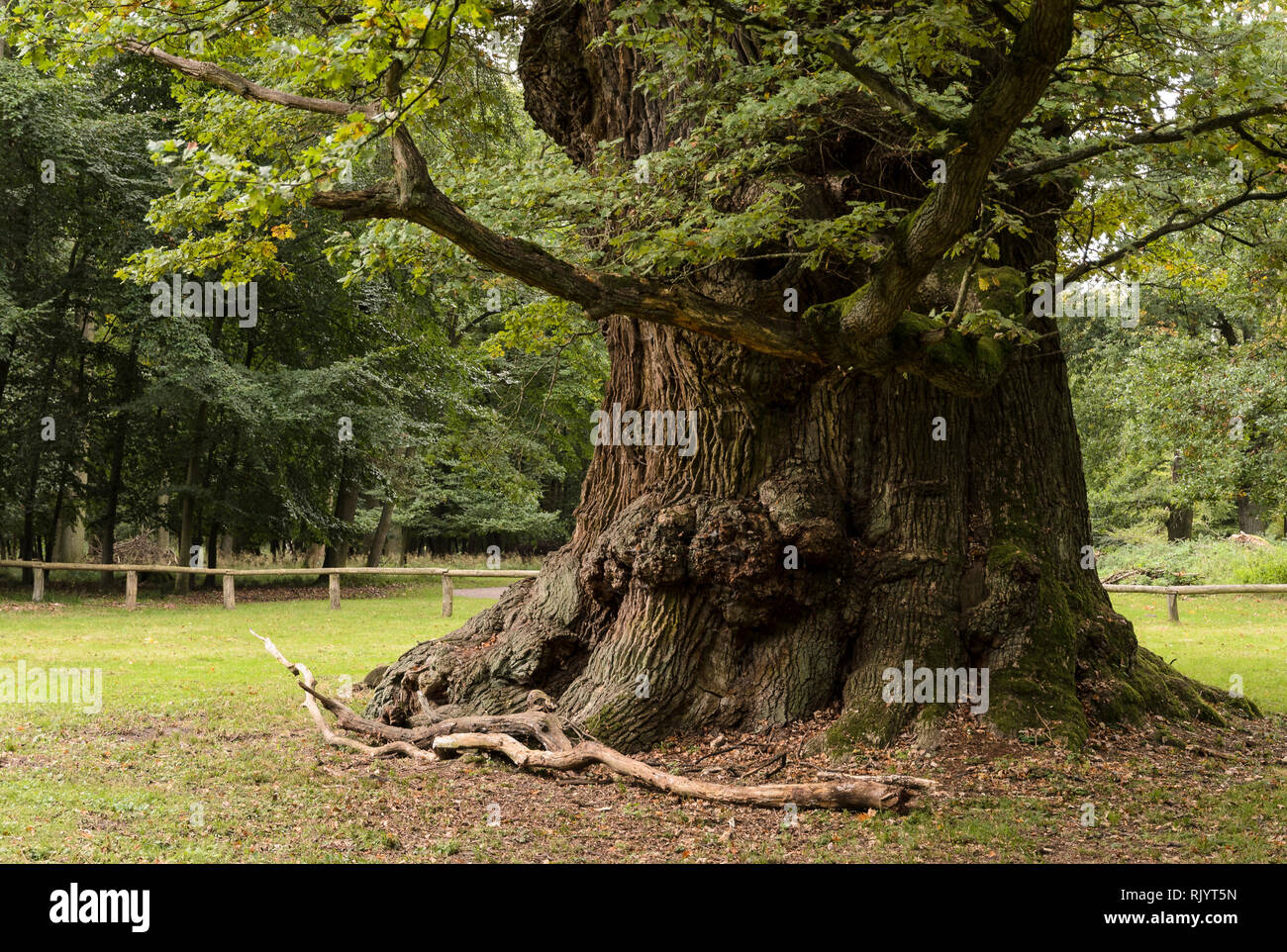 A Oaktrees Ivenack 'Ivenacker Eichen' Mecklenburg-Pomerania, Germania Foto Stock