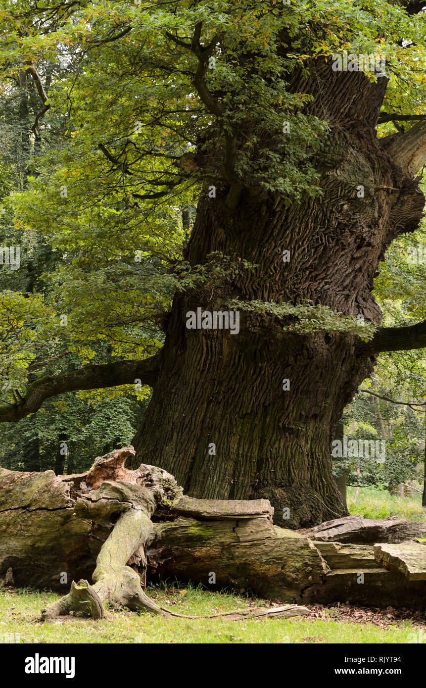 A Oaktrees Ivenack 'Ivenacker Eichen' Mecklenburg-Pomerania, Germania Foto Stock