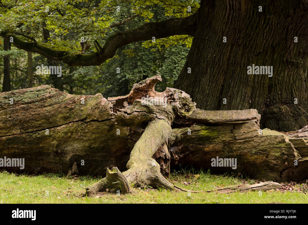 A Oaktrees Ivenack 'Ivenacker Eichen' Mecklenburg-Pomerania, Germania Foto Stock