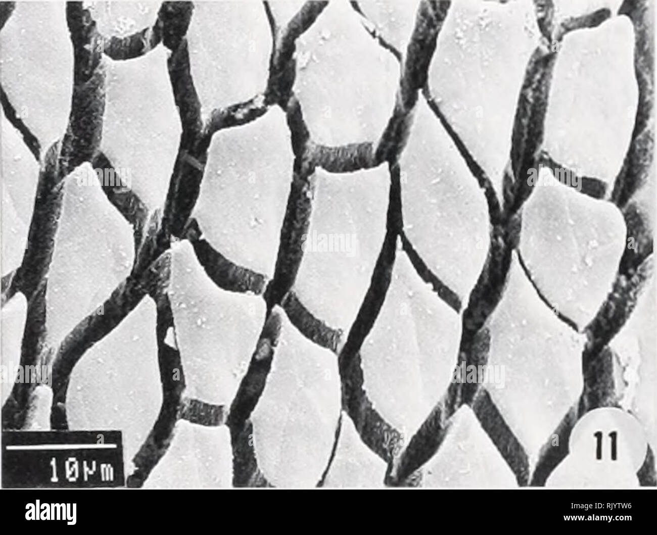 . Herpetological asiatico ricerca. Rettili -- Asia periodici; Anfibi -- Asia periodici. FIG. 10. Prismatica allungata di cellule con proiezioni distale sul pad del dito III {Amolops sp. 3, MNHN 1987.2140, Thailandia).. FIG. 11. Prismatica allungata con celle di piccole sporgenze distale sul pad del dito III {Amolops marmoratus, MNHN 1988.2787, Nepal).. Si prega di notare che queste immagini vengono estratte dalla pagina sottoposta a scansione di immagini che possono essere state migliorate digitalmente per la leggibilità - Colorazione e aspetto di queste illustrazioni potrebbero non perfettamente assomigliano al lavoro originale. Herpetological asiatico Res Foto Stock
