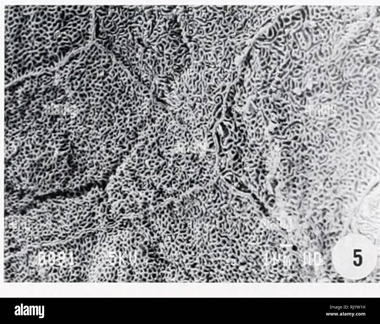 . Herpetological asiatico ricerca. Rettili -- Asia periodici; Anfibi -- Asia periodici. - "I FIG. 4. Squamosal cellule con breve spinulae, vista ventrale, prossimale del pad del dito III (Batrachylodes vertebralis, MNHN 1970.1407, Isole Salomon).. FIG. 5. Squamosal cellule con microridges, vista ventrale, al di fuori della scanalatura circonferenziale del dito HI (Amolops marmoratus, MNHN 1988.2787, Nepal). r "V* '.J* tf"SS. Si prega di notare che queste immagini vengono estratte dalla pagina sottoposta a scansione di immagini che possono essere state migliorate digitalmente per la leggibilità - Colorazione e aspetto di questi illustrat Foto Stock